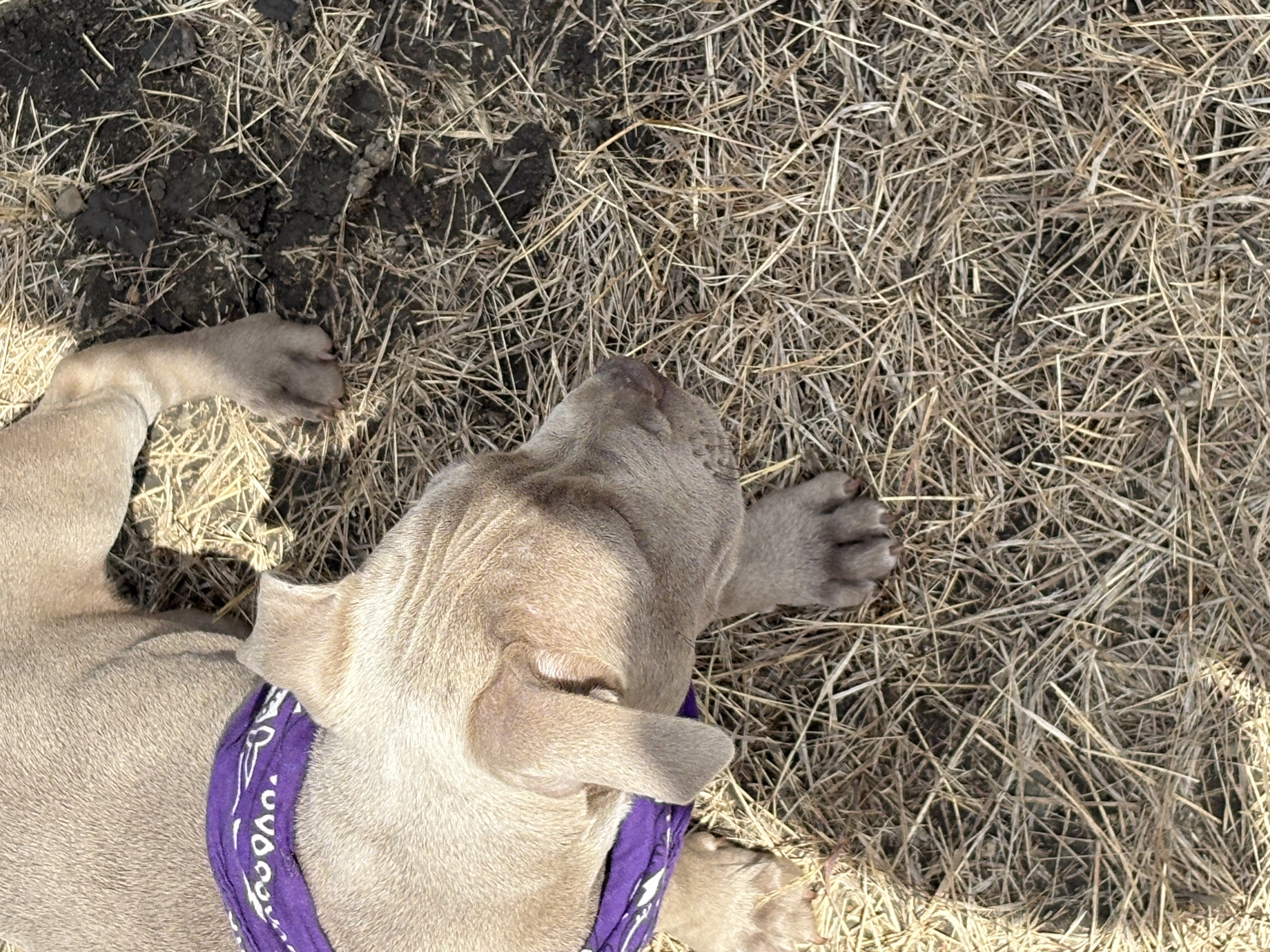 Photo of Bluenose Pitbull puppies 