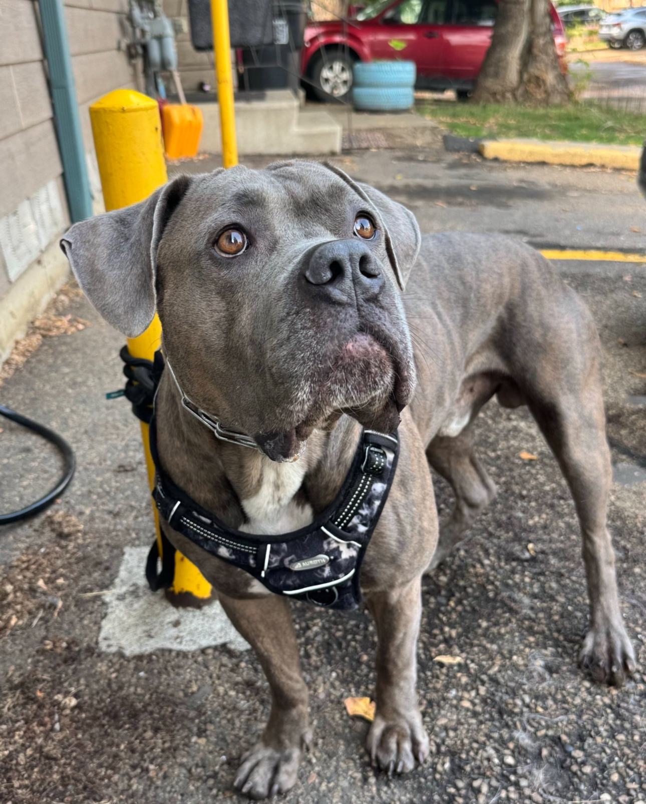 Photo of Cane Corso needs new home ! 