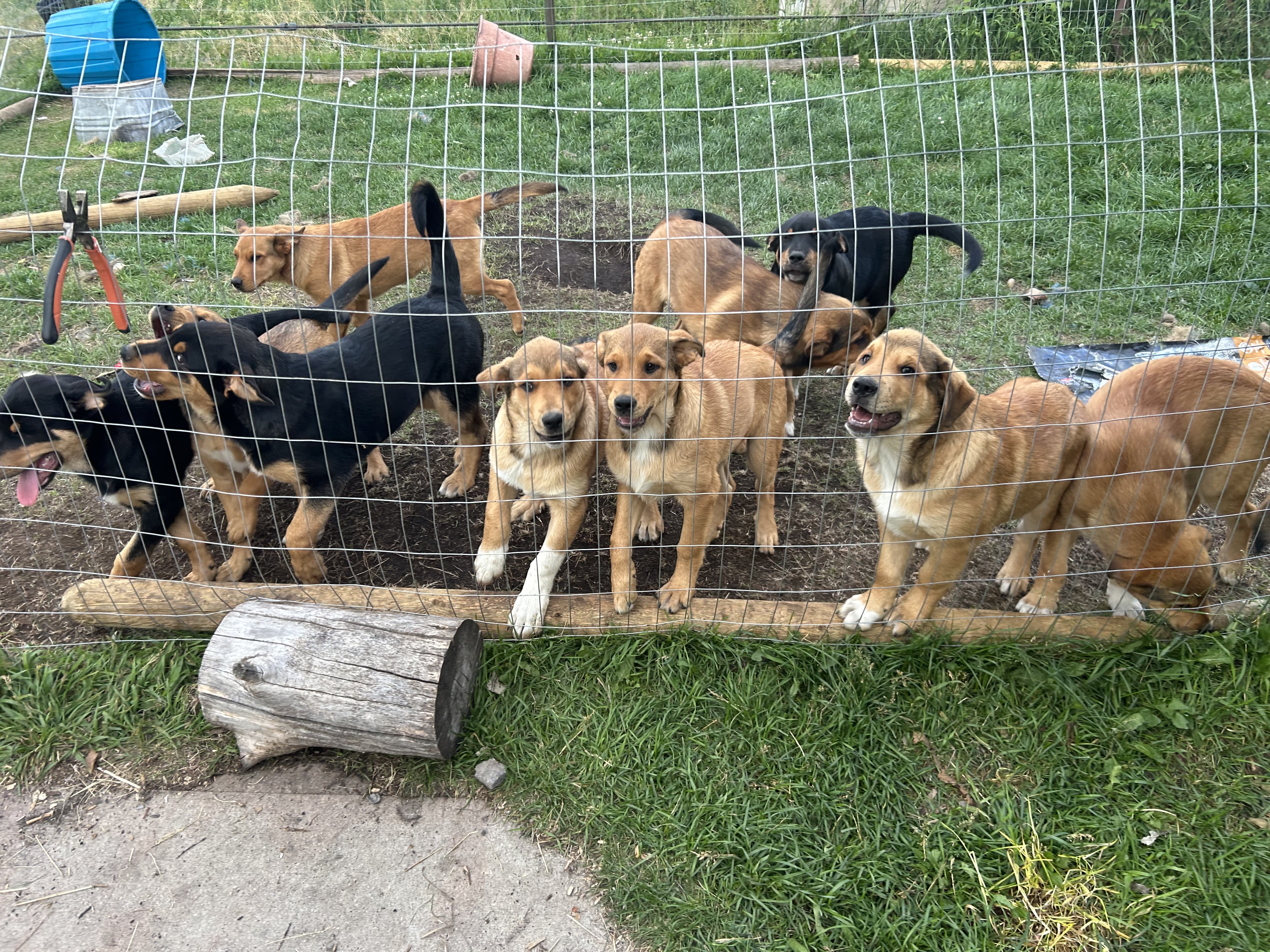 Photo of Puppies to give away to good homes with kids 