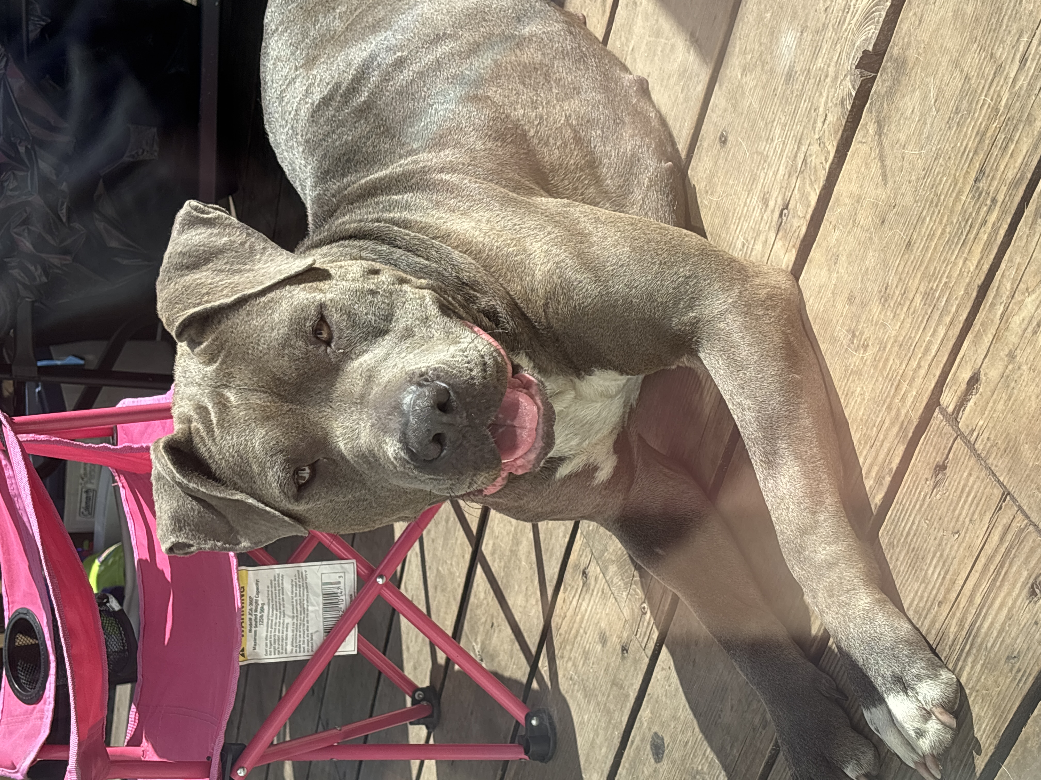 Photo of XL American Bully x American Bully