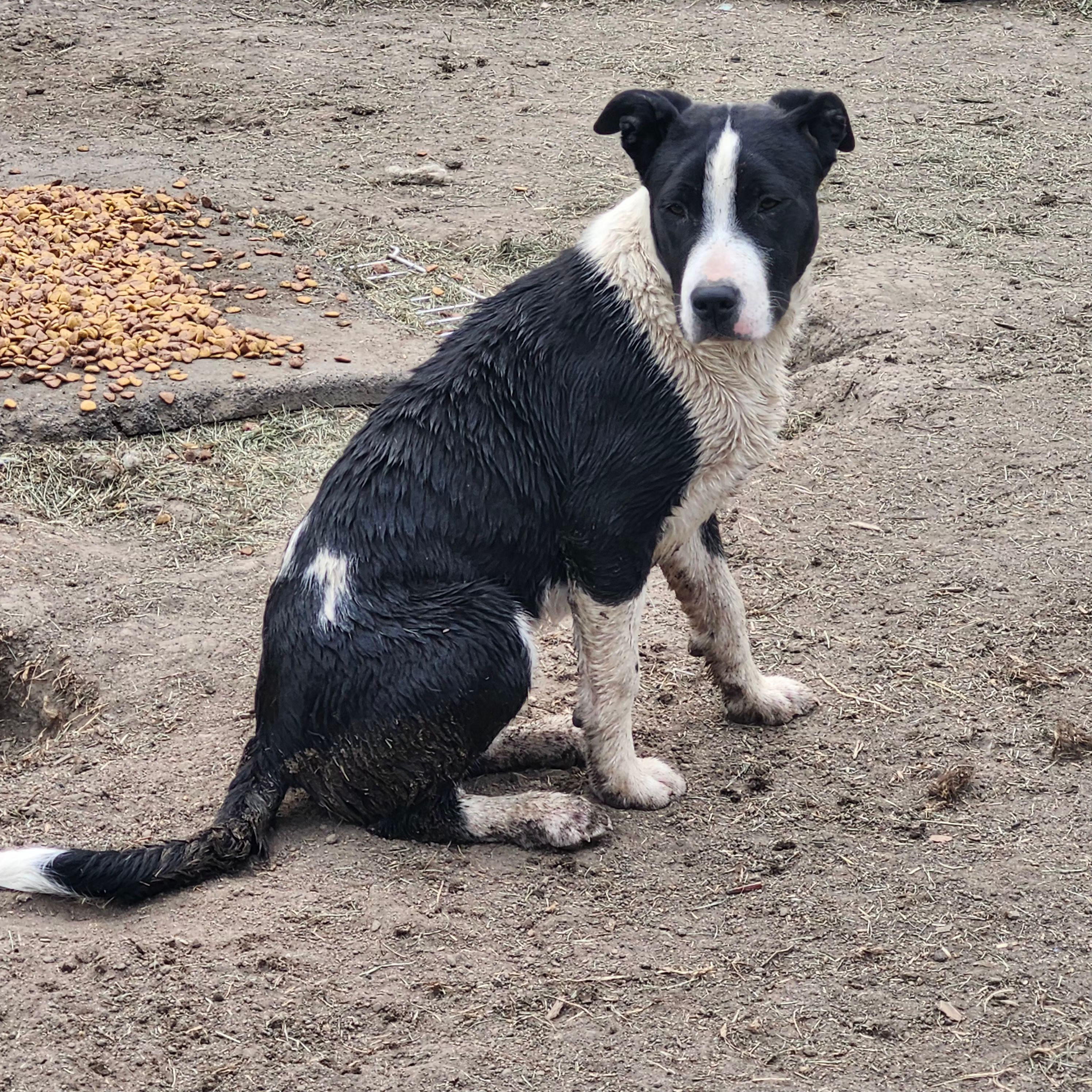 Photo of Older Pitbull pups need loving homes