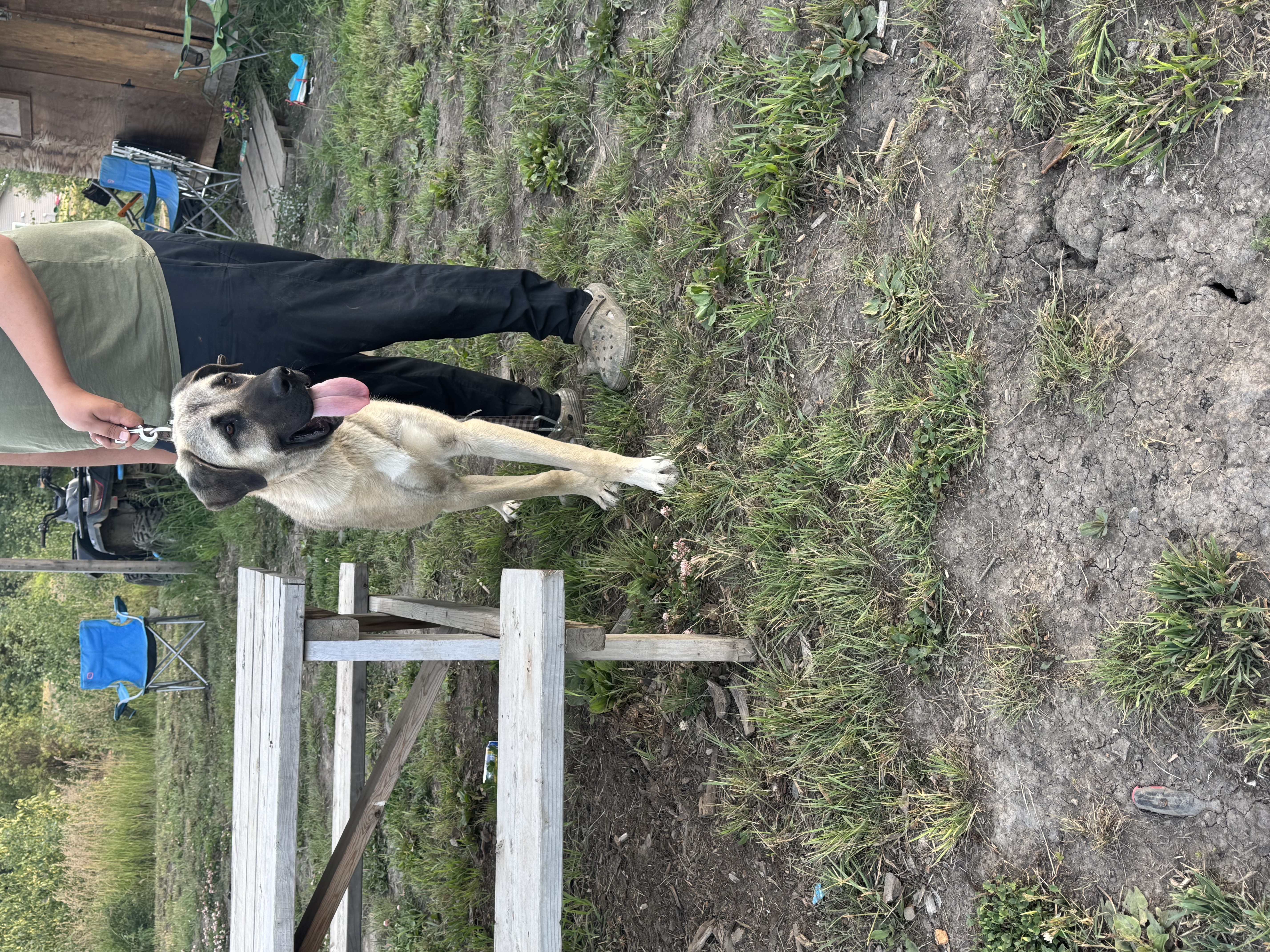 Photo of Purebred malakil male pup looking for a good home 