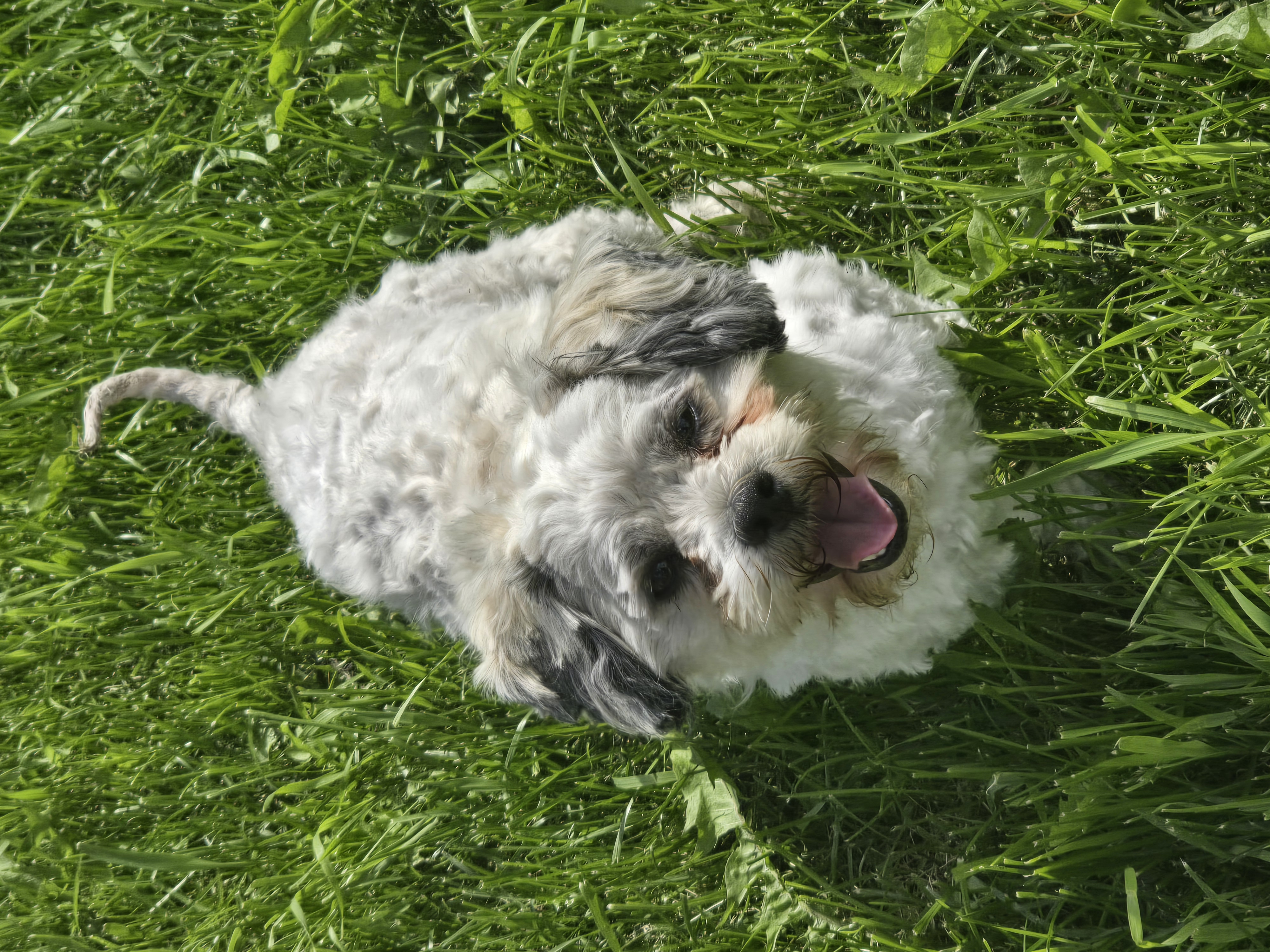 Photo of Shih tzu maltese mix 
