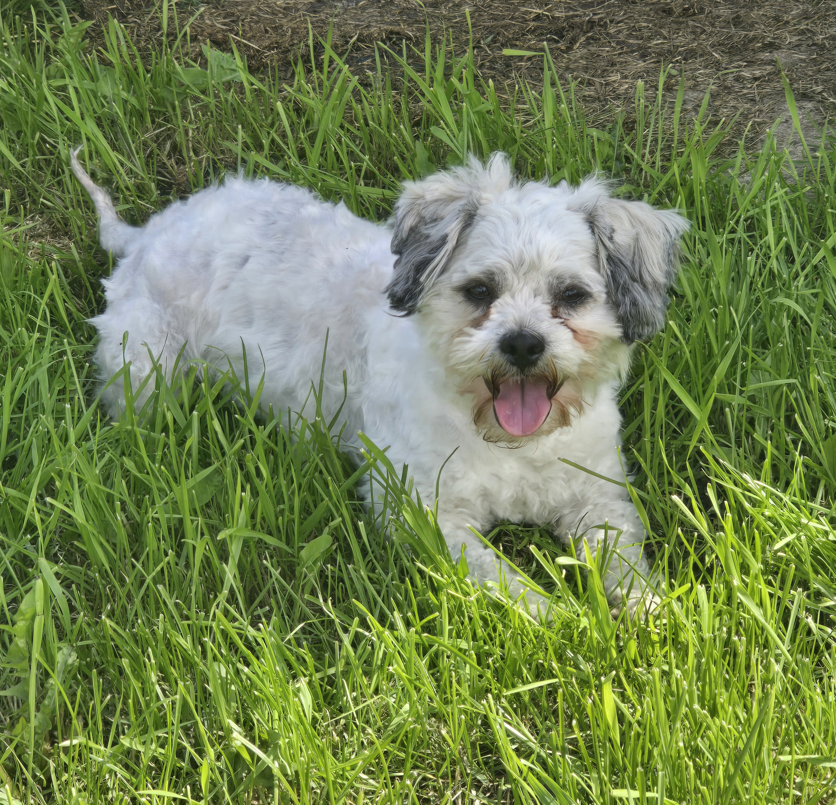 Photo of Shih tzu maltese mix 