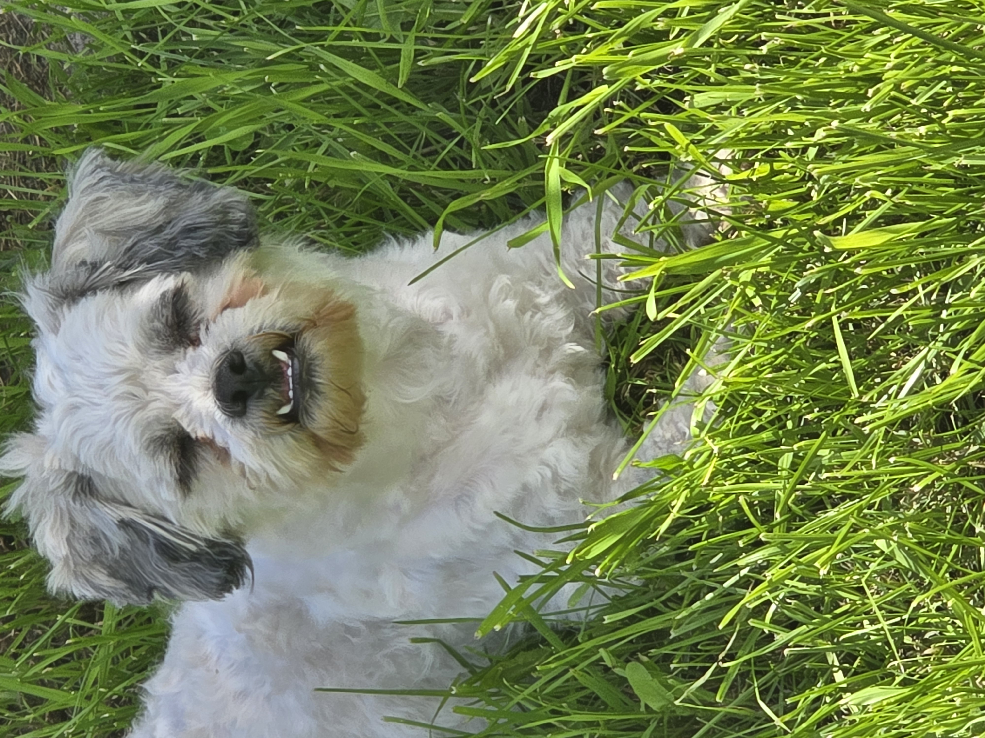 Photo of Shih tzu maltese mix 