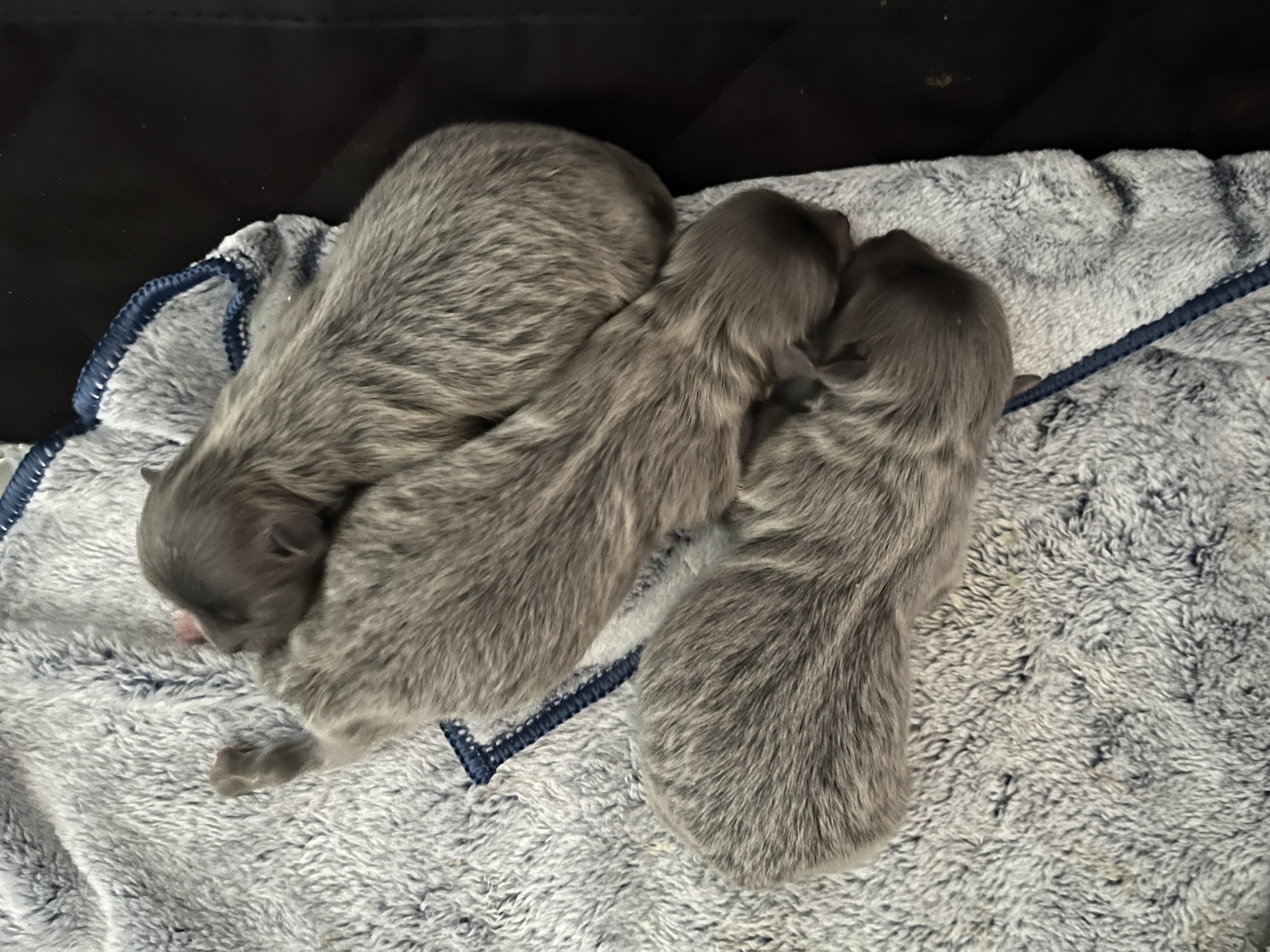 ❤️Beautiful Toy Pom for stud service !! ❤️ - 5 - 1754604212384_IMG_1450