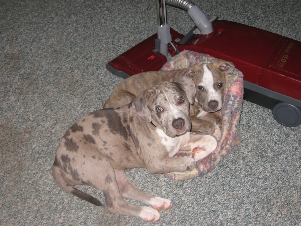 Photo of American Bulldog