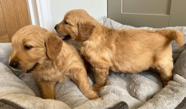 Photo of Golden retriever puppies