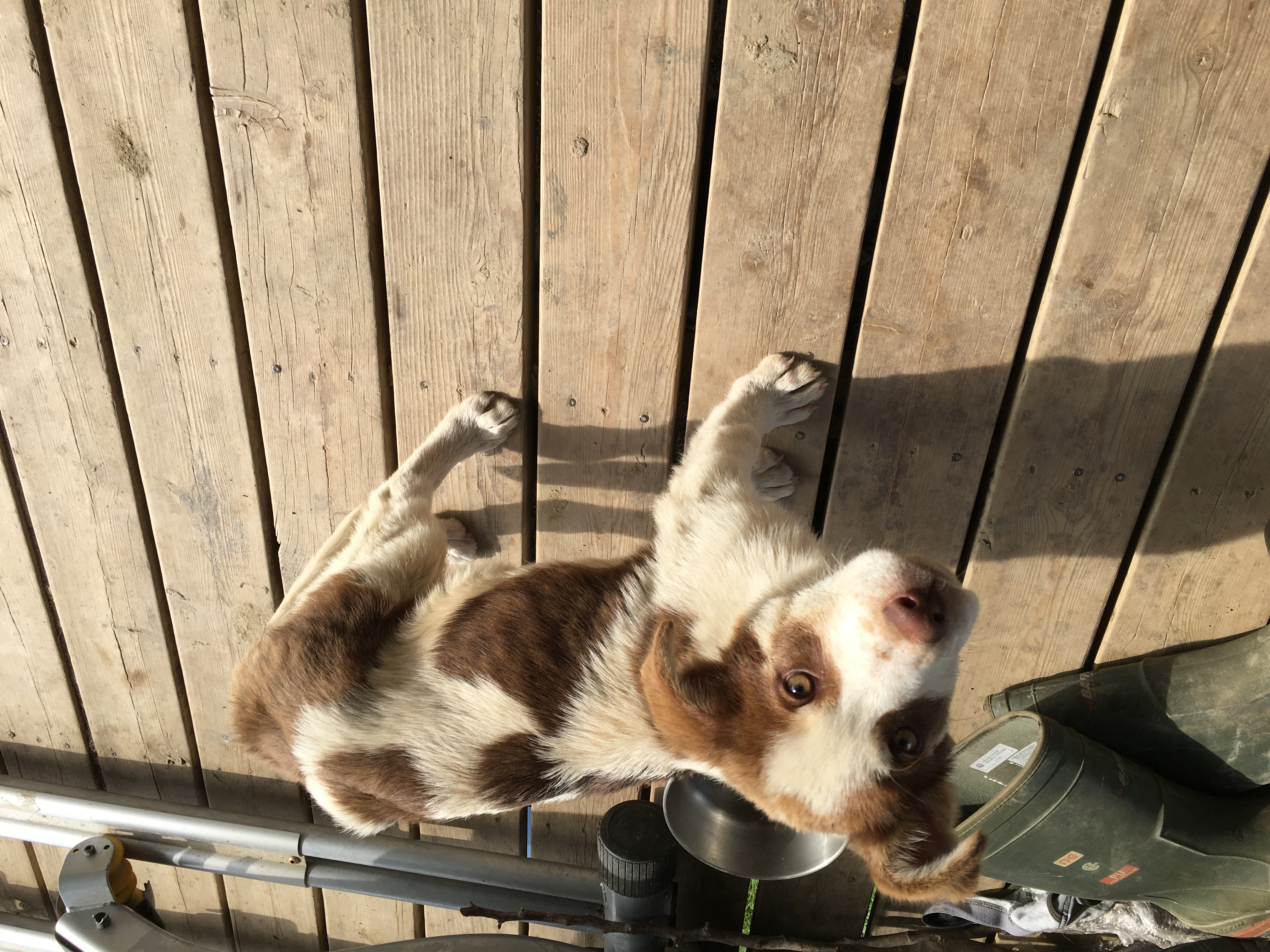 Photo of Unknown Breed puppy