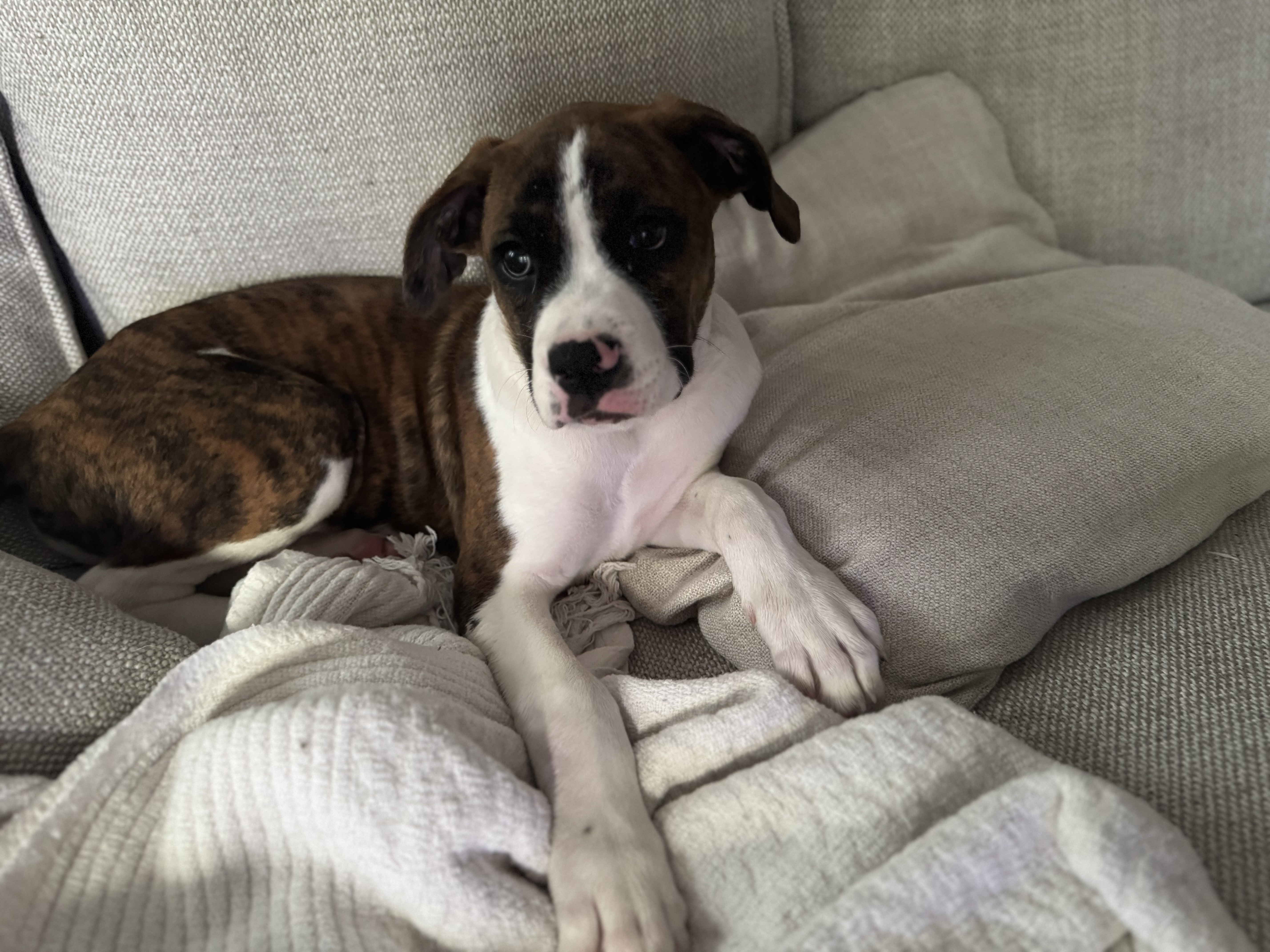 Photo of Boxer puppy 
