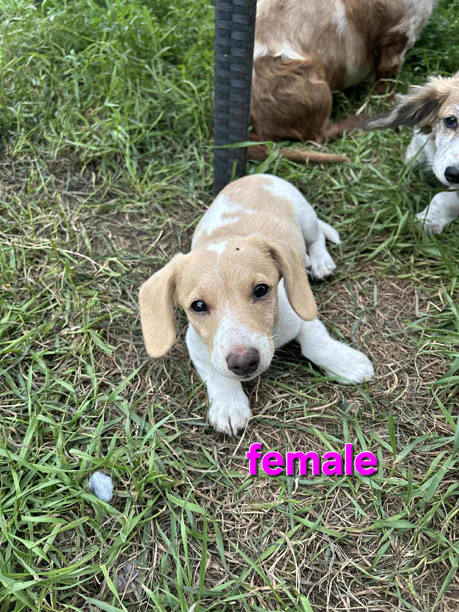 Photo of Miniature Dachshunds