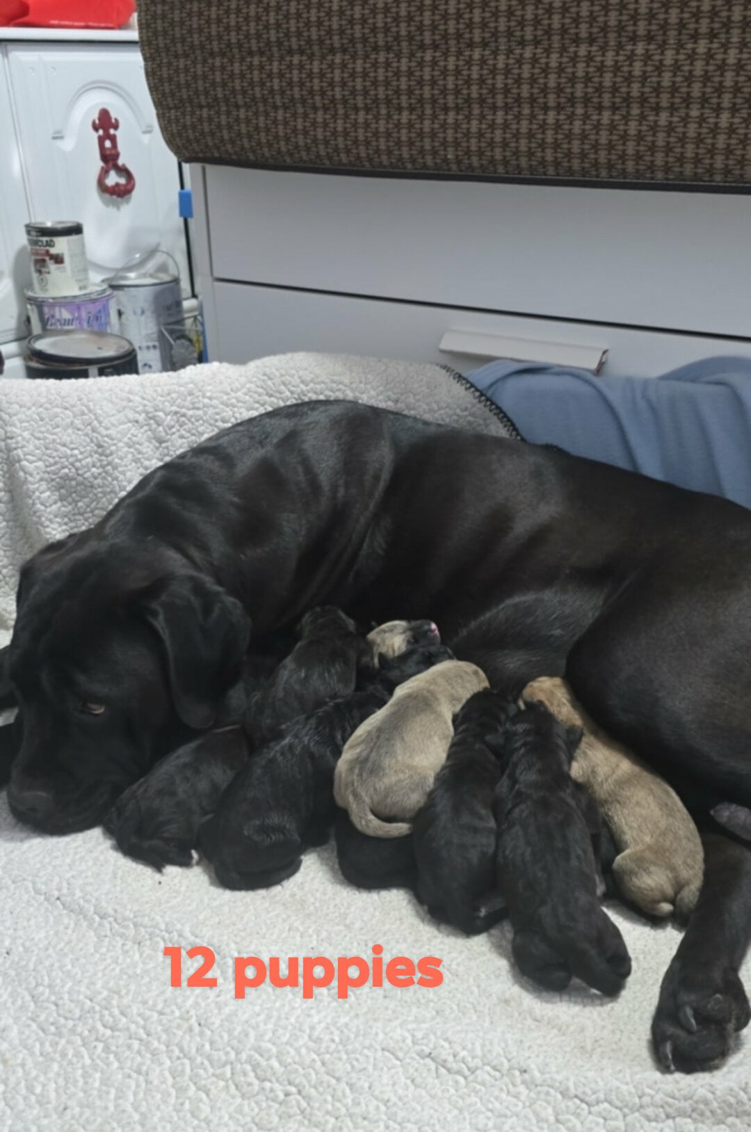 Photo of Cane Corso pups