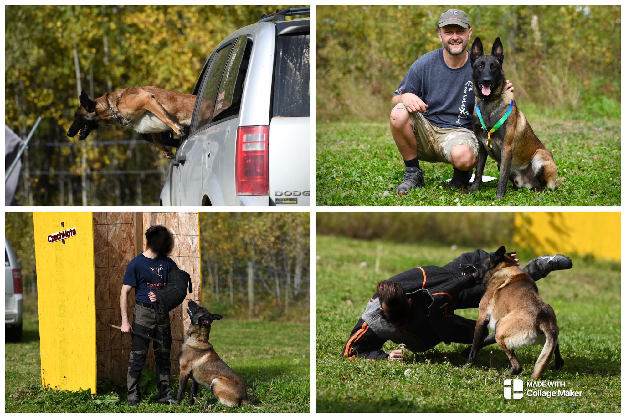 Malinois puppies for sale - 4 - 1754929372379_IMG_1489