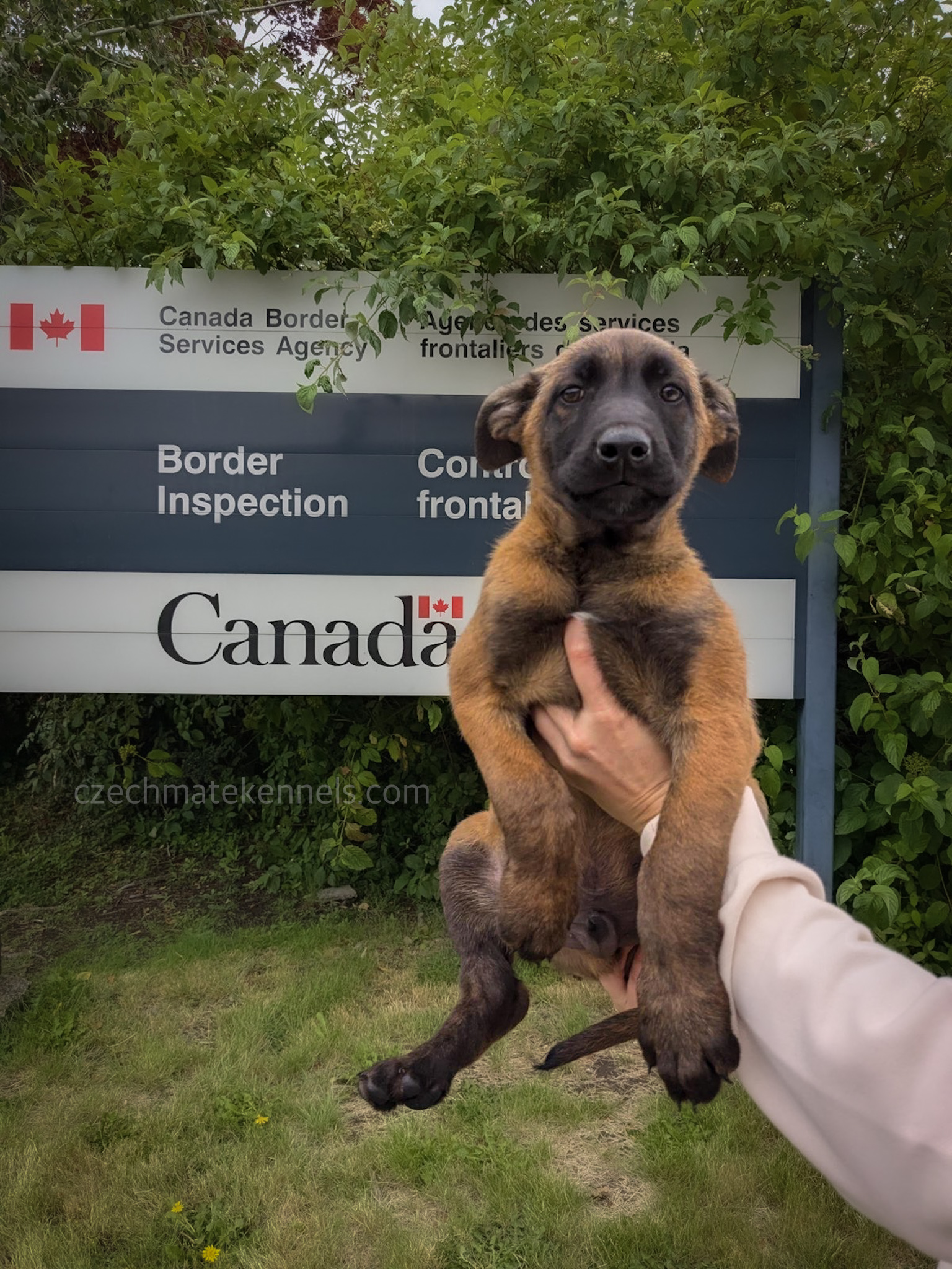 Malinois puppies for sale - 5 - 1754929372379_IMG_8422