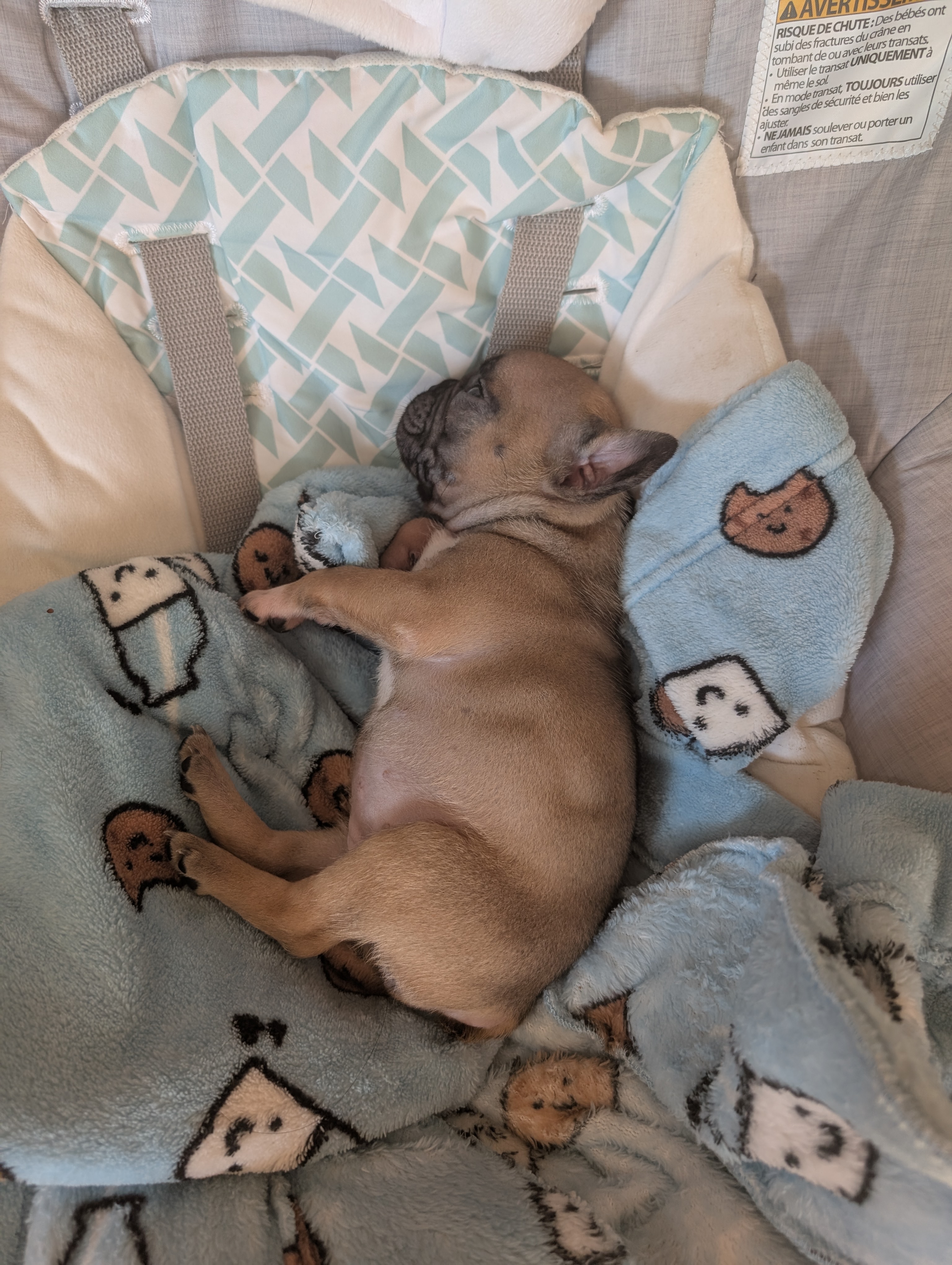 French bulldog puppy - 3 - 1754938278172_1000002533