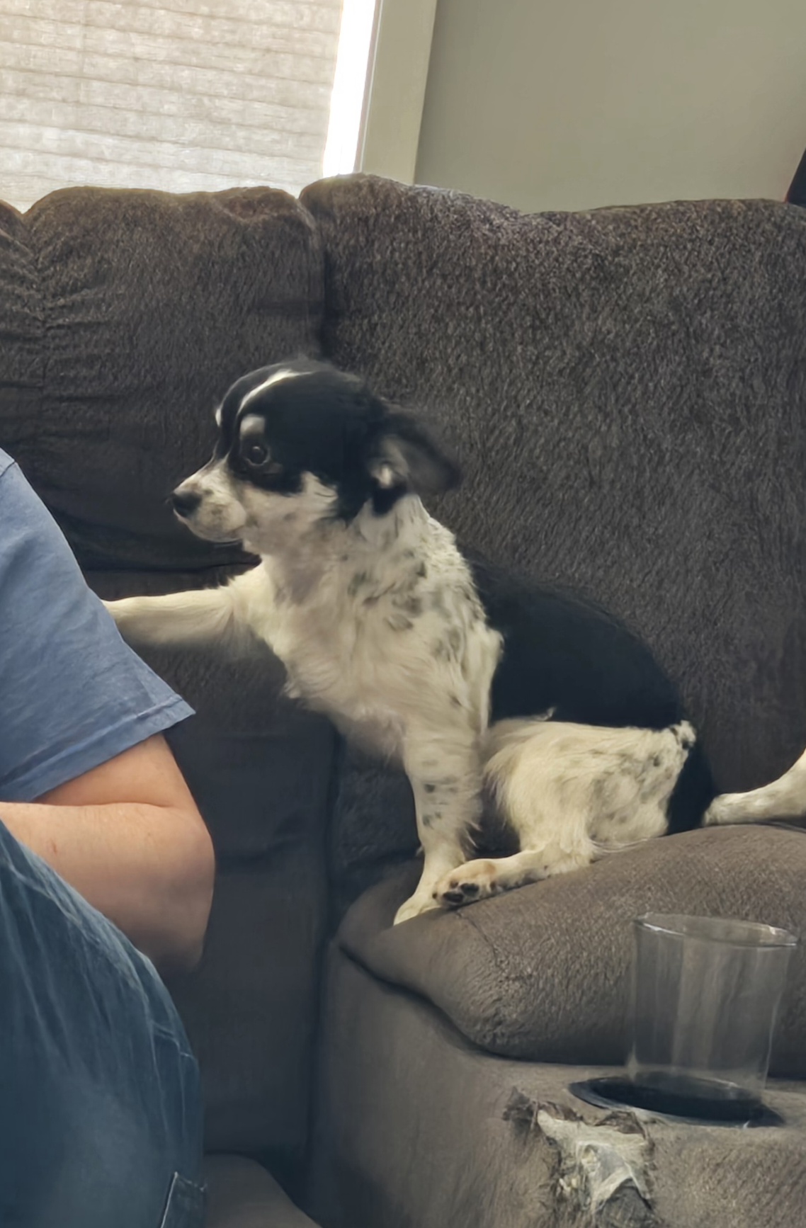 Photo of Beautiful long hair chihuahuas 