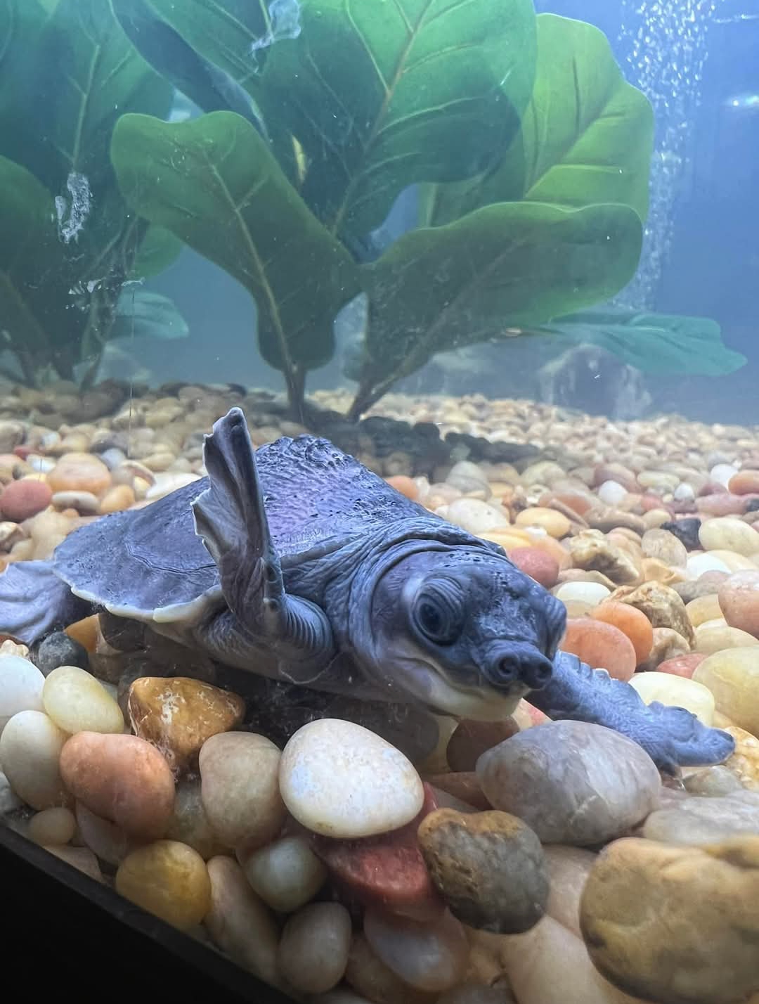 Photo of Fly River turtle / pig nose turtle for sale In Canada-Best Price Ever