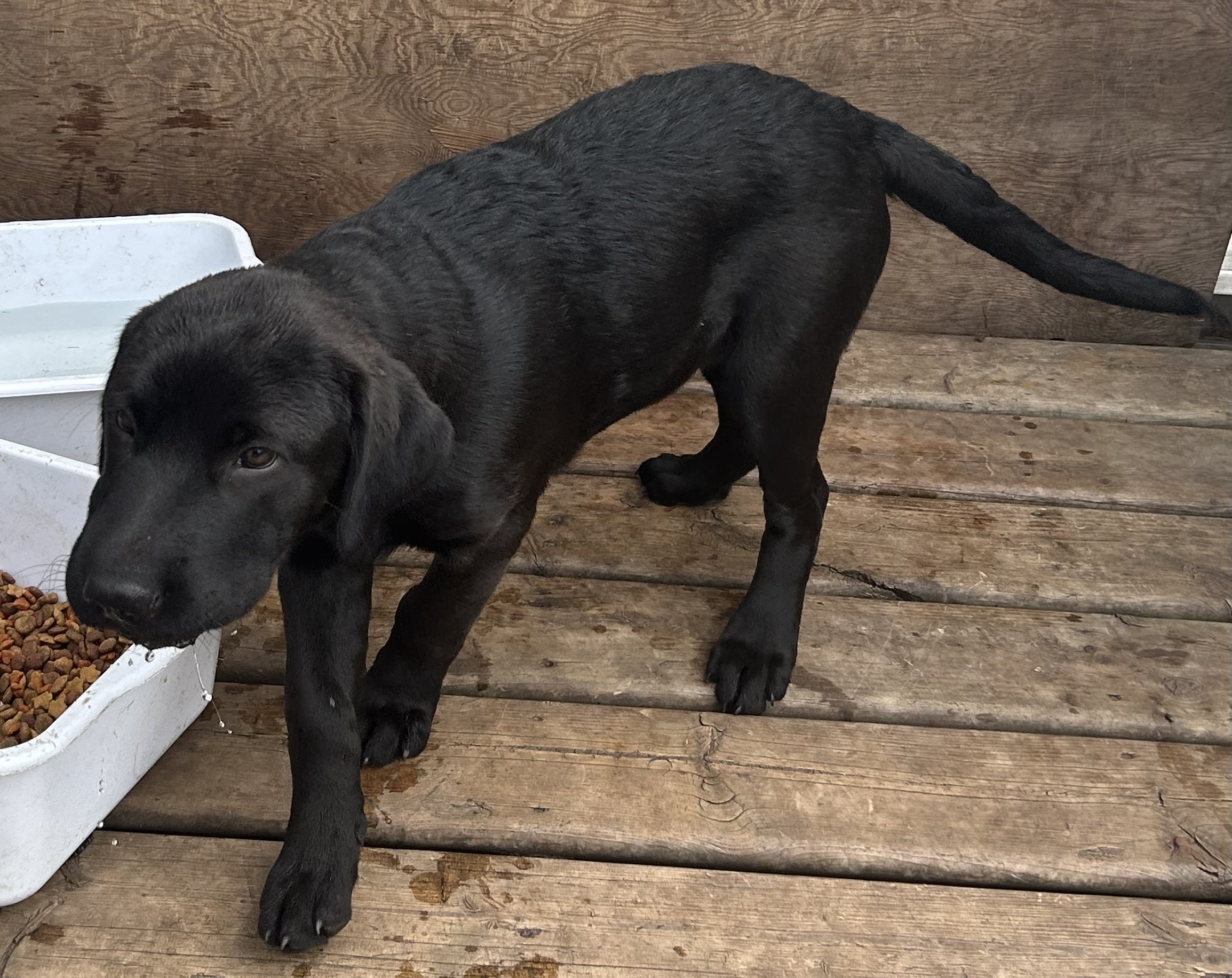 Photo of Anatolian Shepherd/Lab x pups