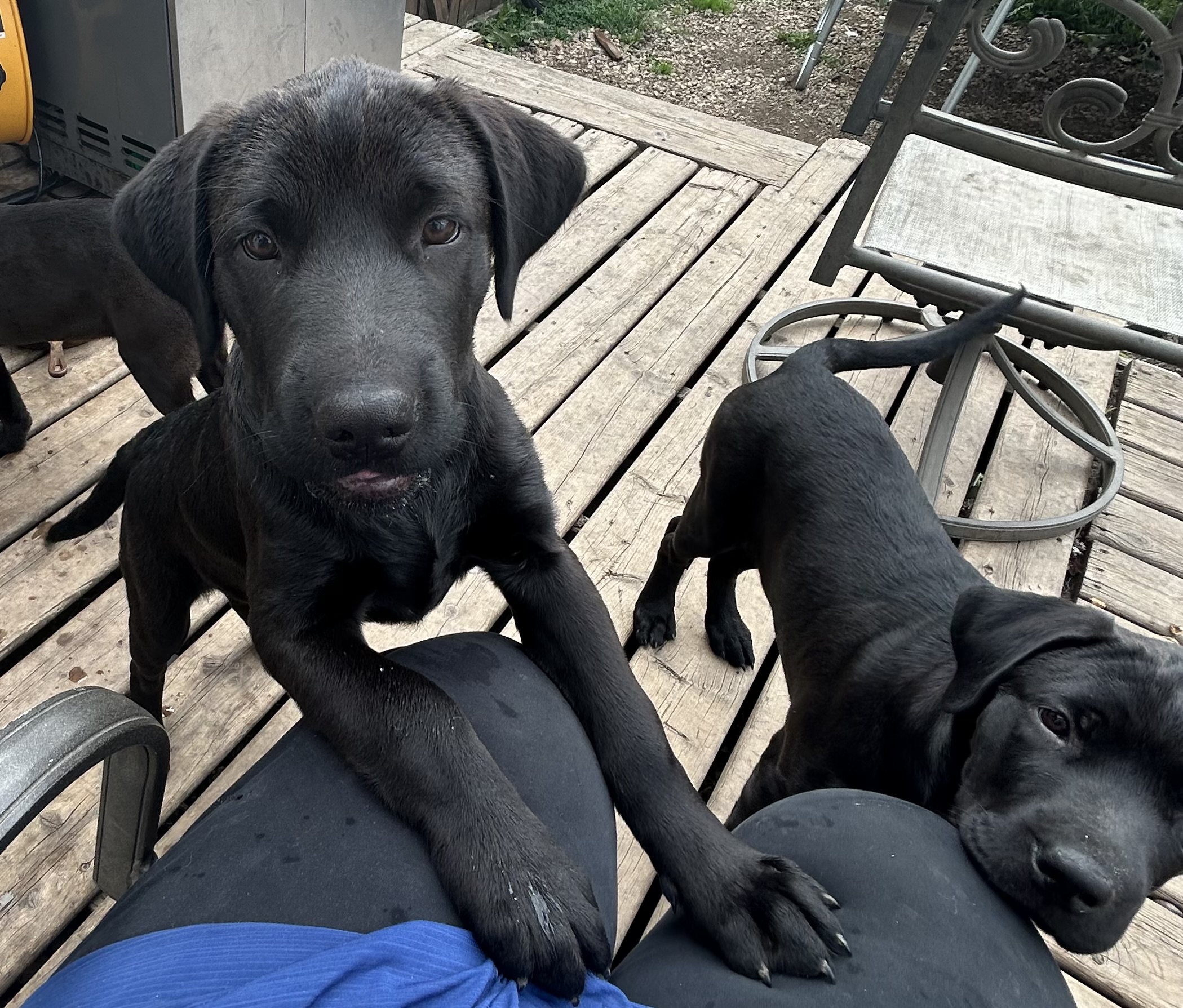 Photo of Anatolian Shepherd/Lab x pups