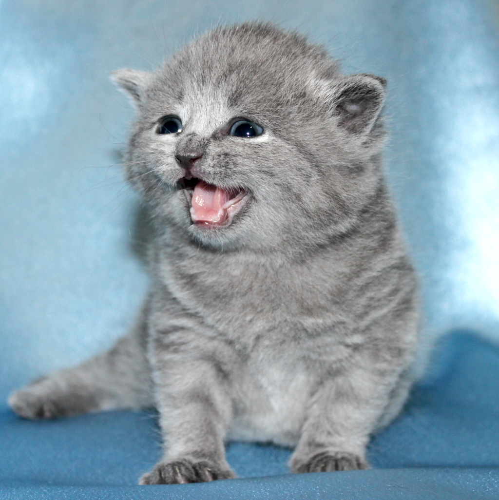 Photo of Fluffy playful British shorthair kittens available