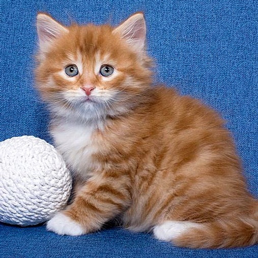 Photo of Siberian kittens