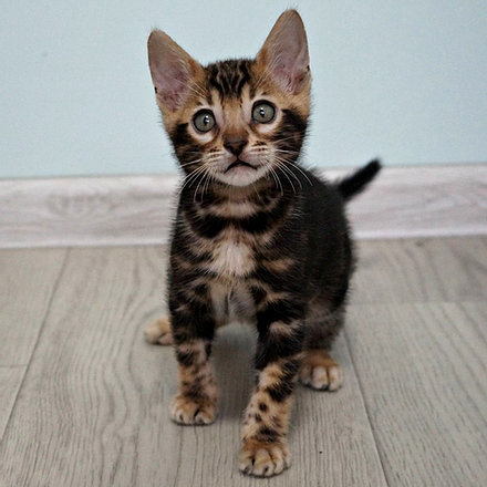 Photo of Bengal kittens