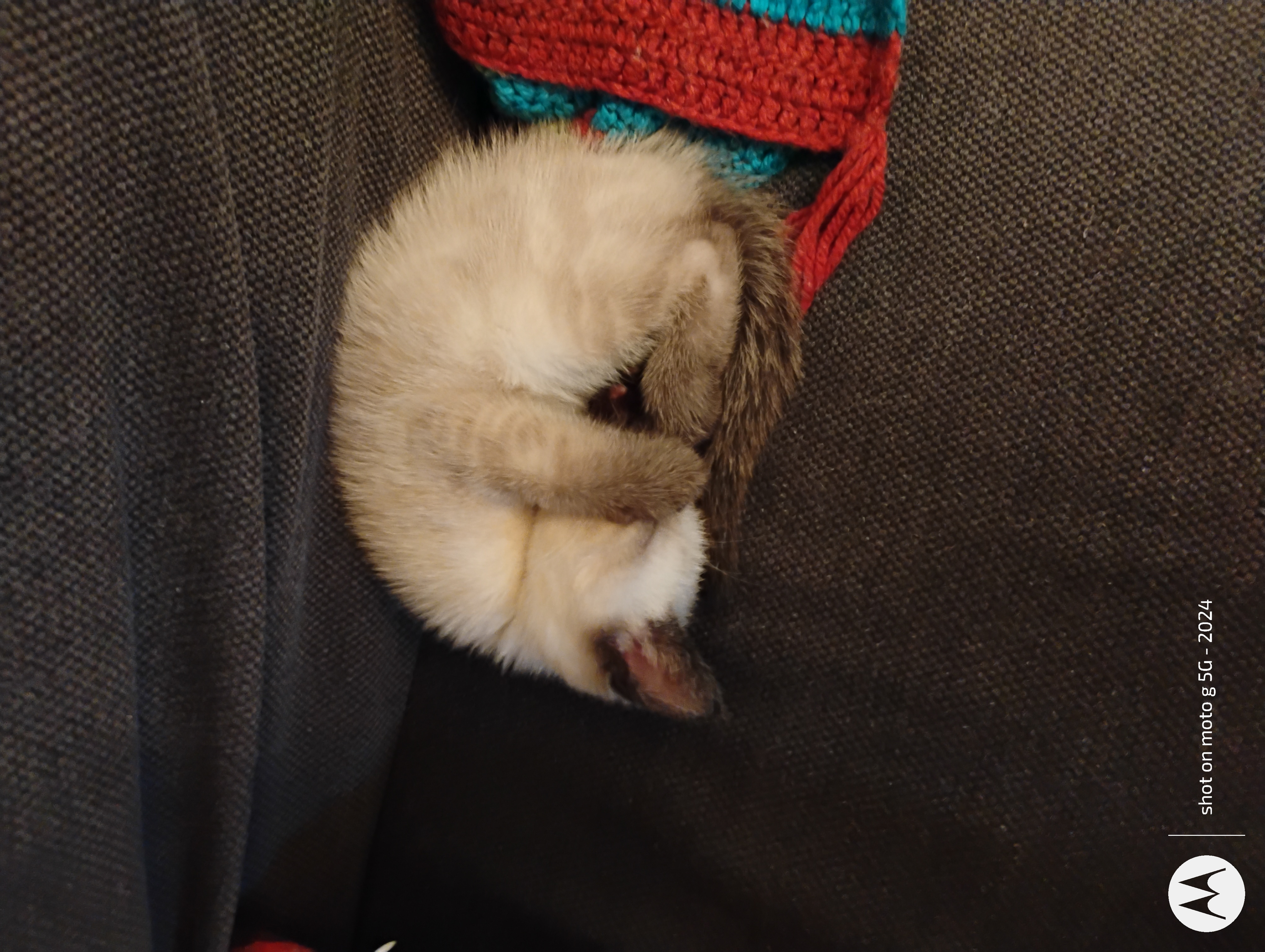 Photo of Purebred Siamese kittens