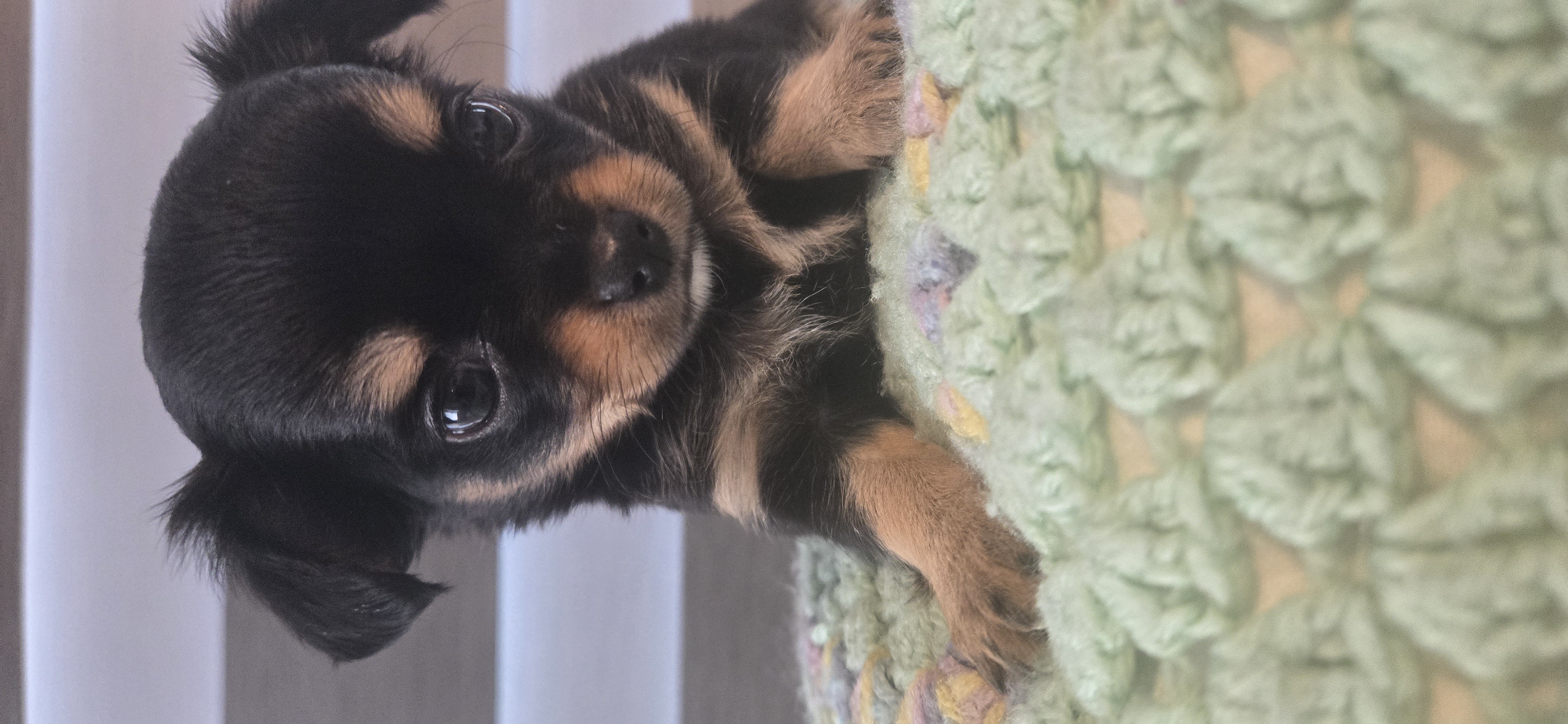 Photo of Tiny apple head chihuahua puppy