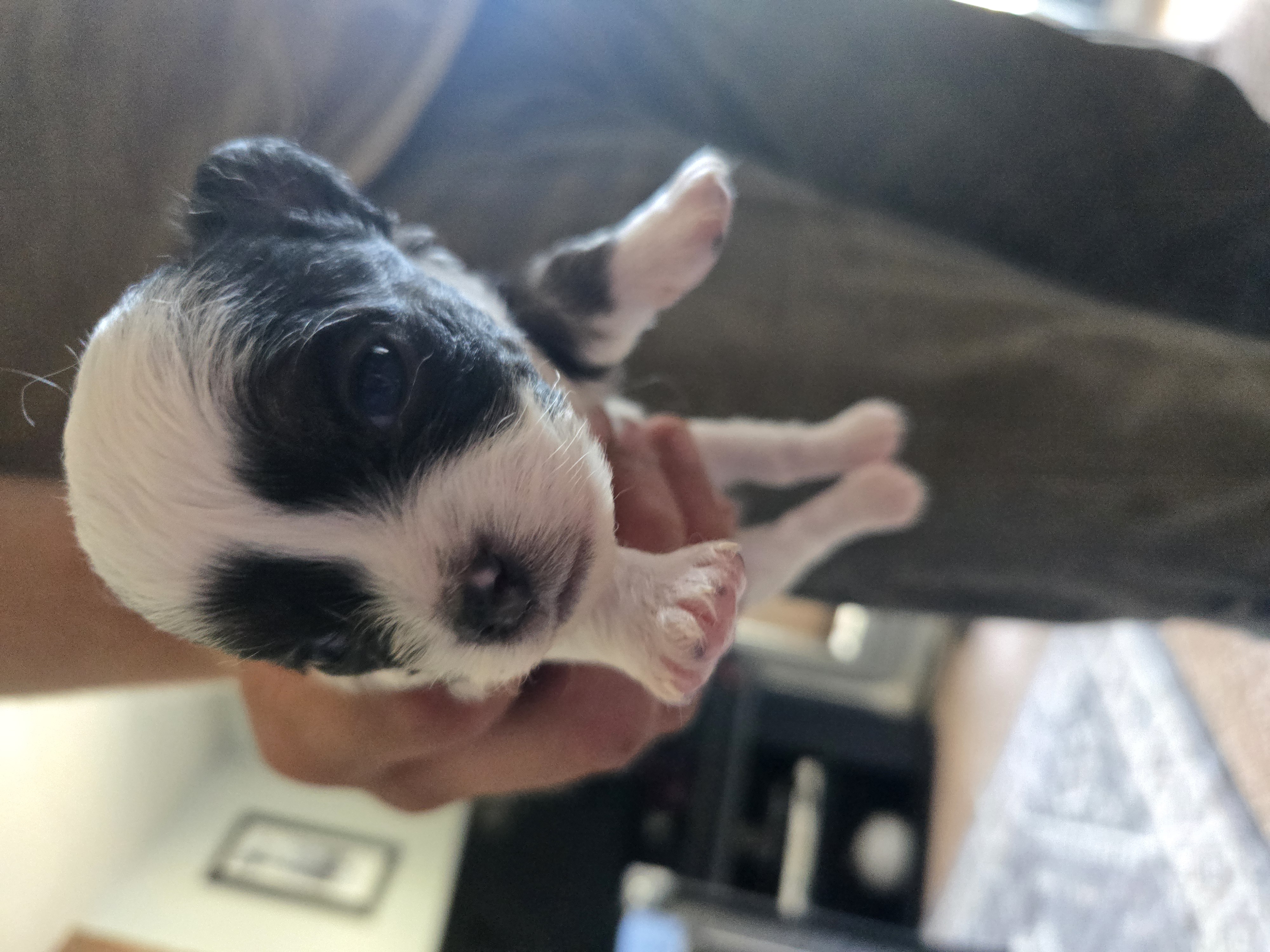 Photo of Beautiful chihuahuas