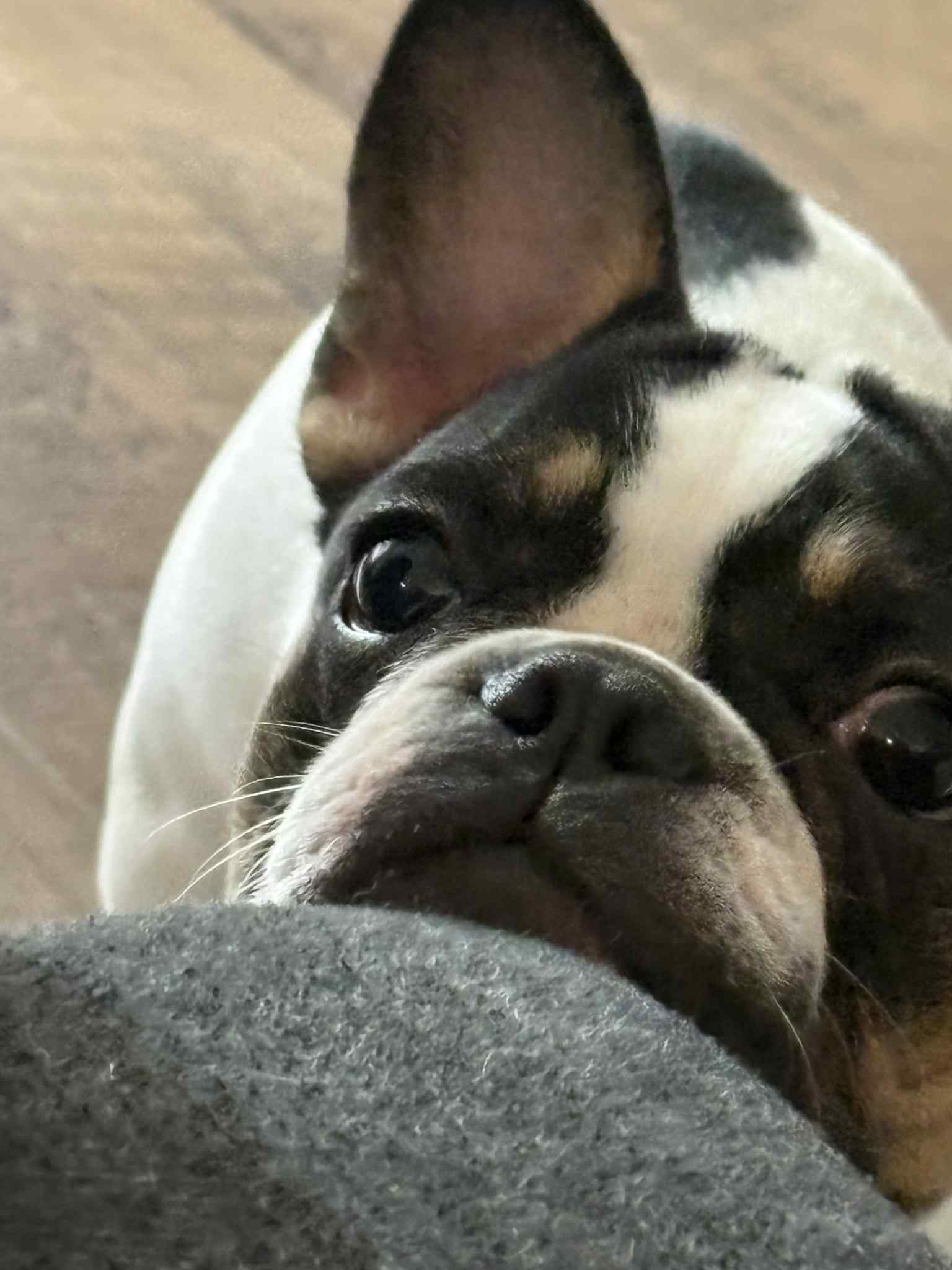 Photo of Selling my frenchie 