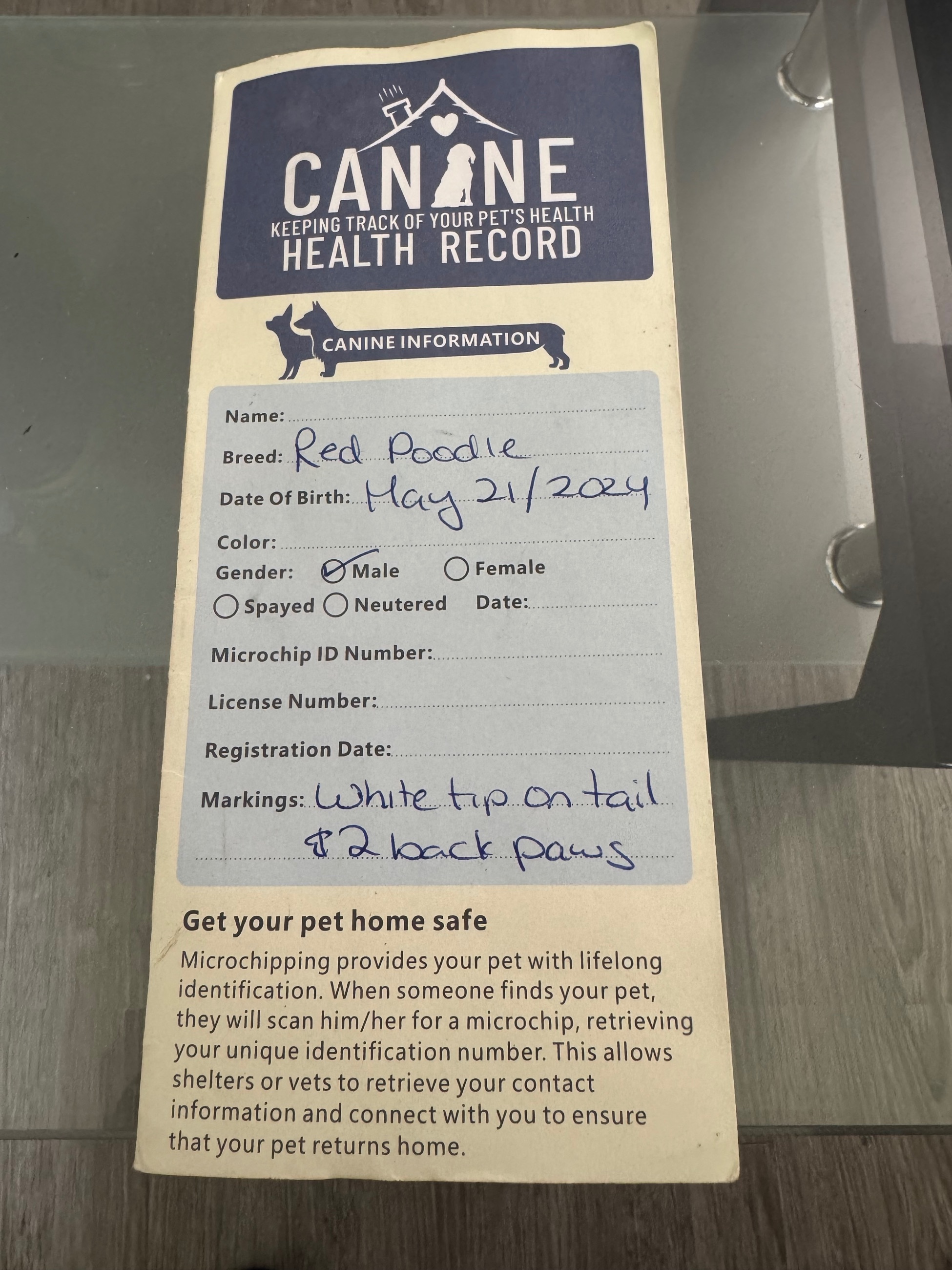 Photo of Free 1 yr 3 months red poodle