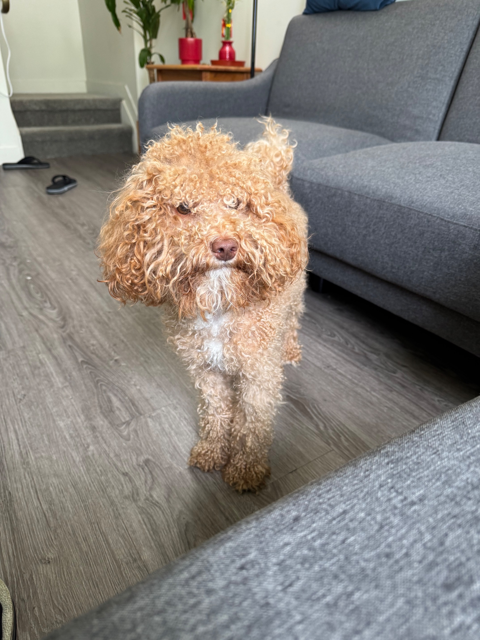 Photo of Free 1 yr 3 months red poodle