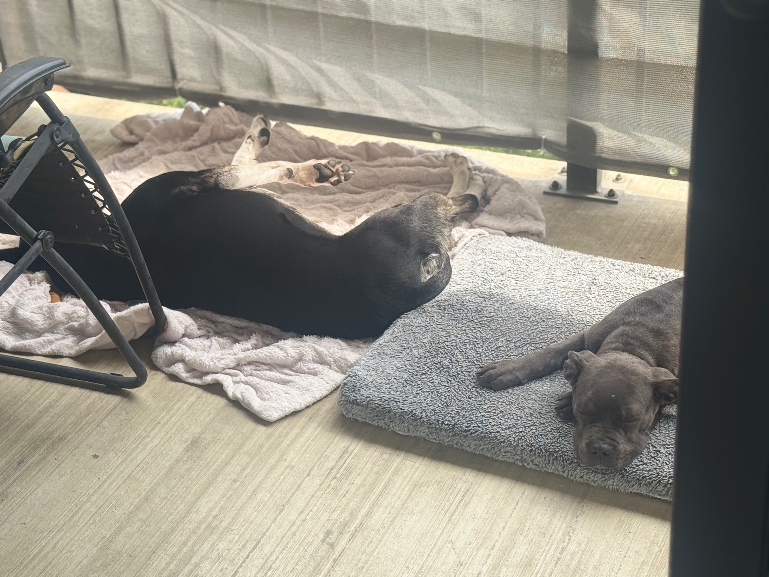 Photo of Standard American bully 3 month old female **purebred**