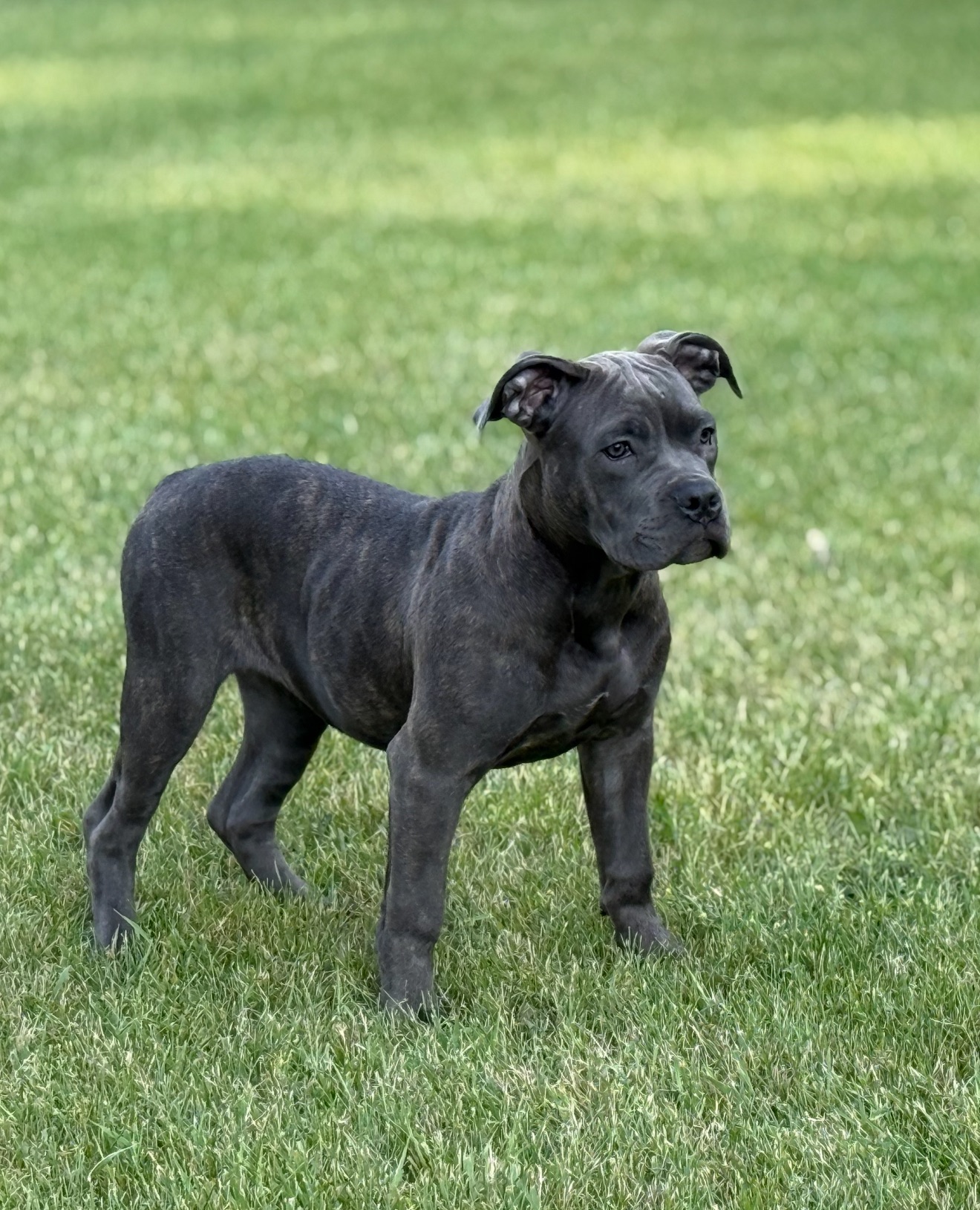 Photo of Standard American bully 3 month old female **purebred**