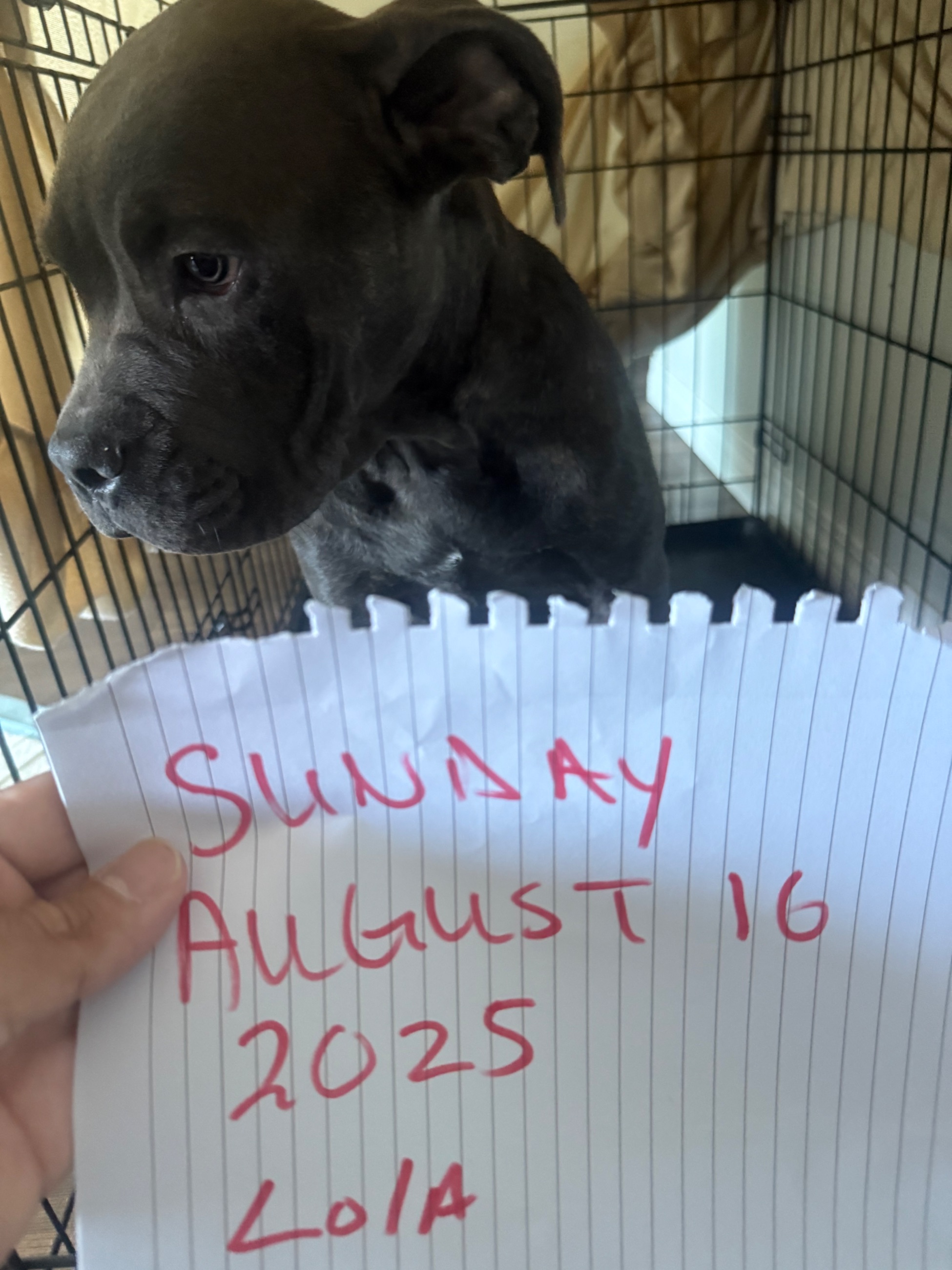 Photo of Standard American bully 3 month old female **purebred**