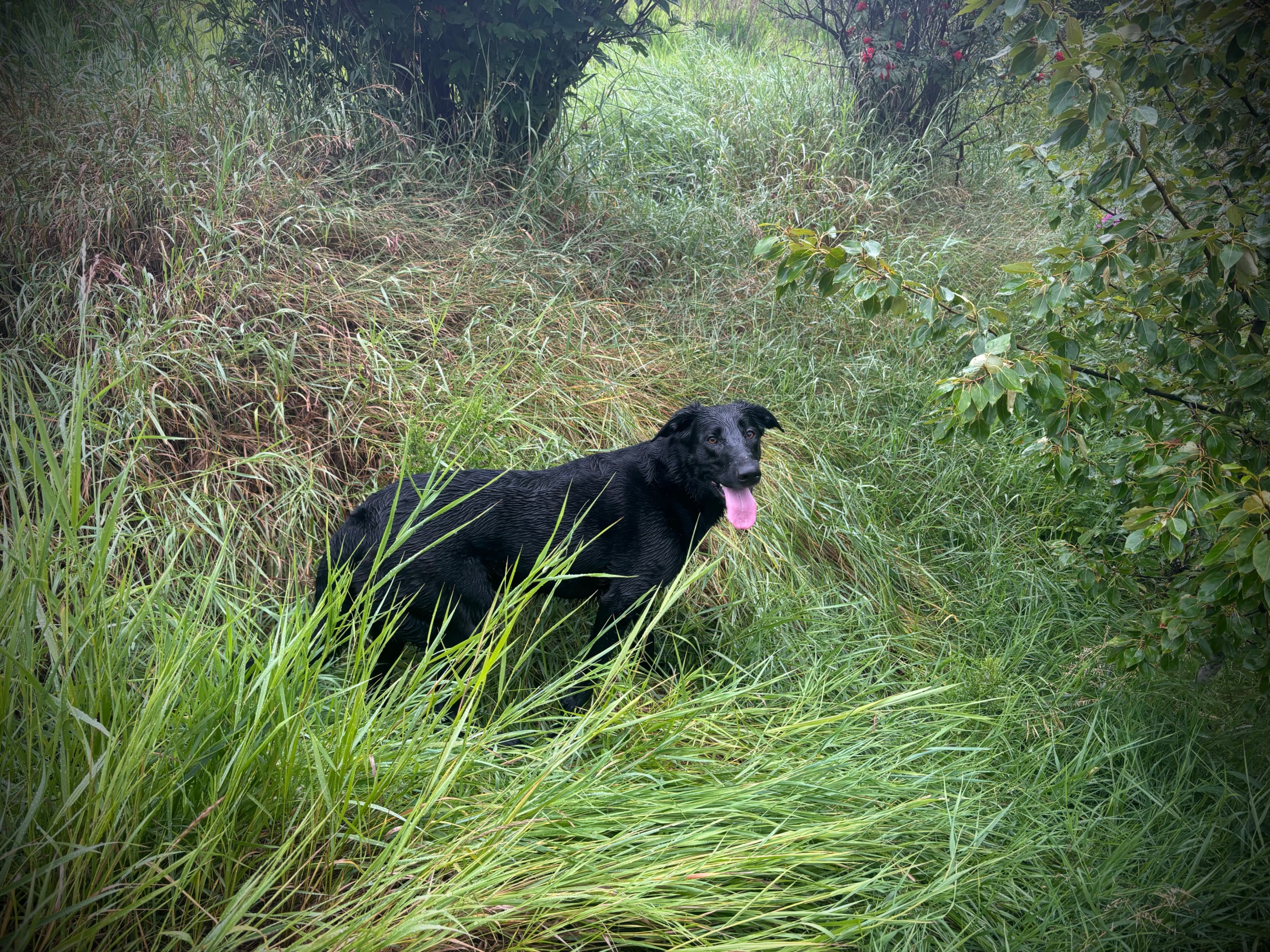 Photo of Seeking STUD for our Labrador cross