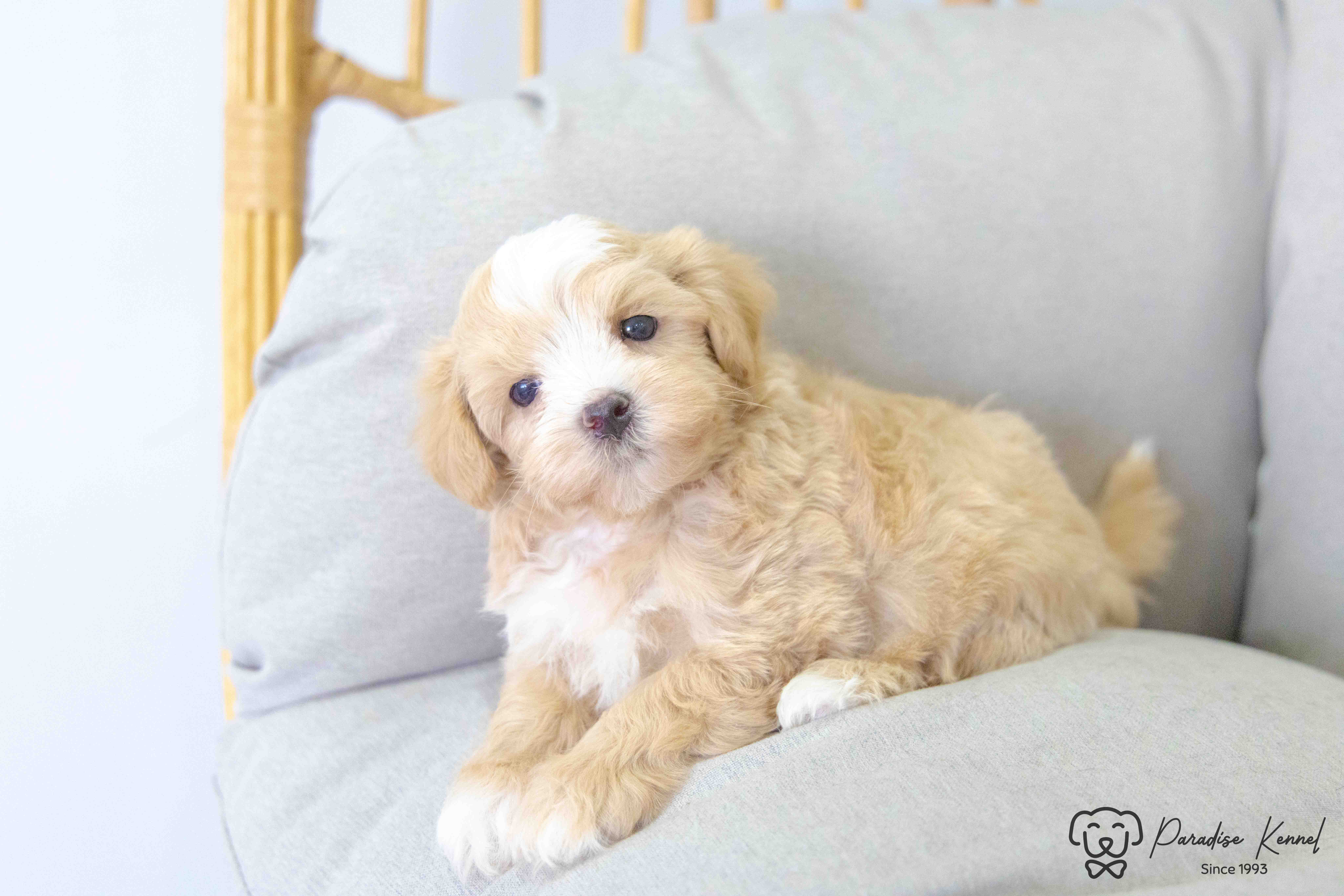 Photo of ❤️ Maltipoo (Maltese X Poodle) Puppies ❤️ Financing 0% ❤️