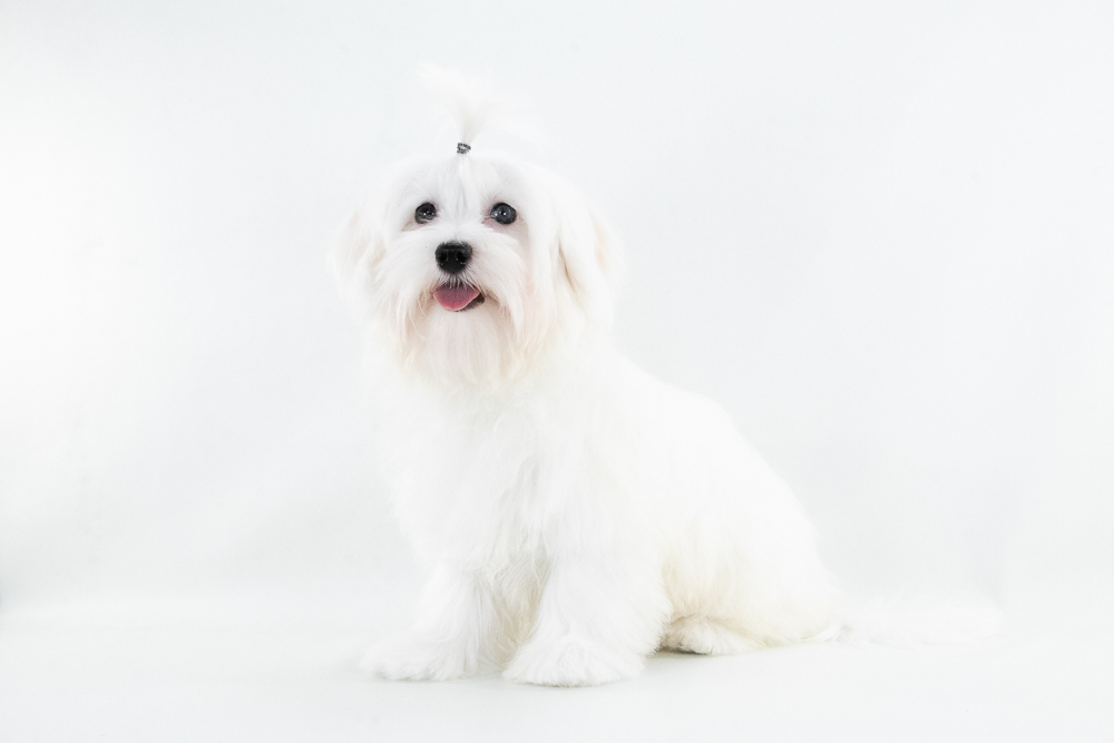 ❤️ Maltipoo (Maltese X Poodle) Puppies ❤️ Financing 0% ❤️ - 12 - 1755551002336_malese tory