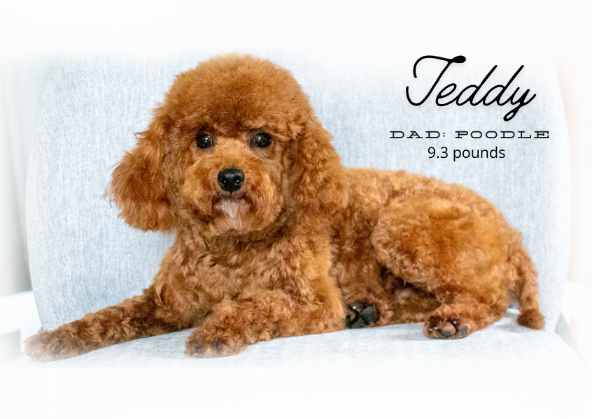 ❤️ Maltipoo (Maltese X Poodle) Puppies ❤️ Financing 0% ❤️ - 13 - 1755551010784_red poodle dad