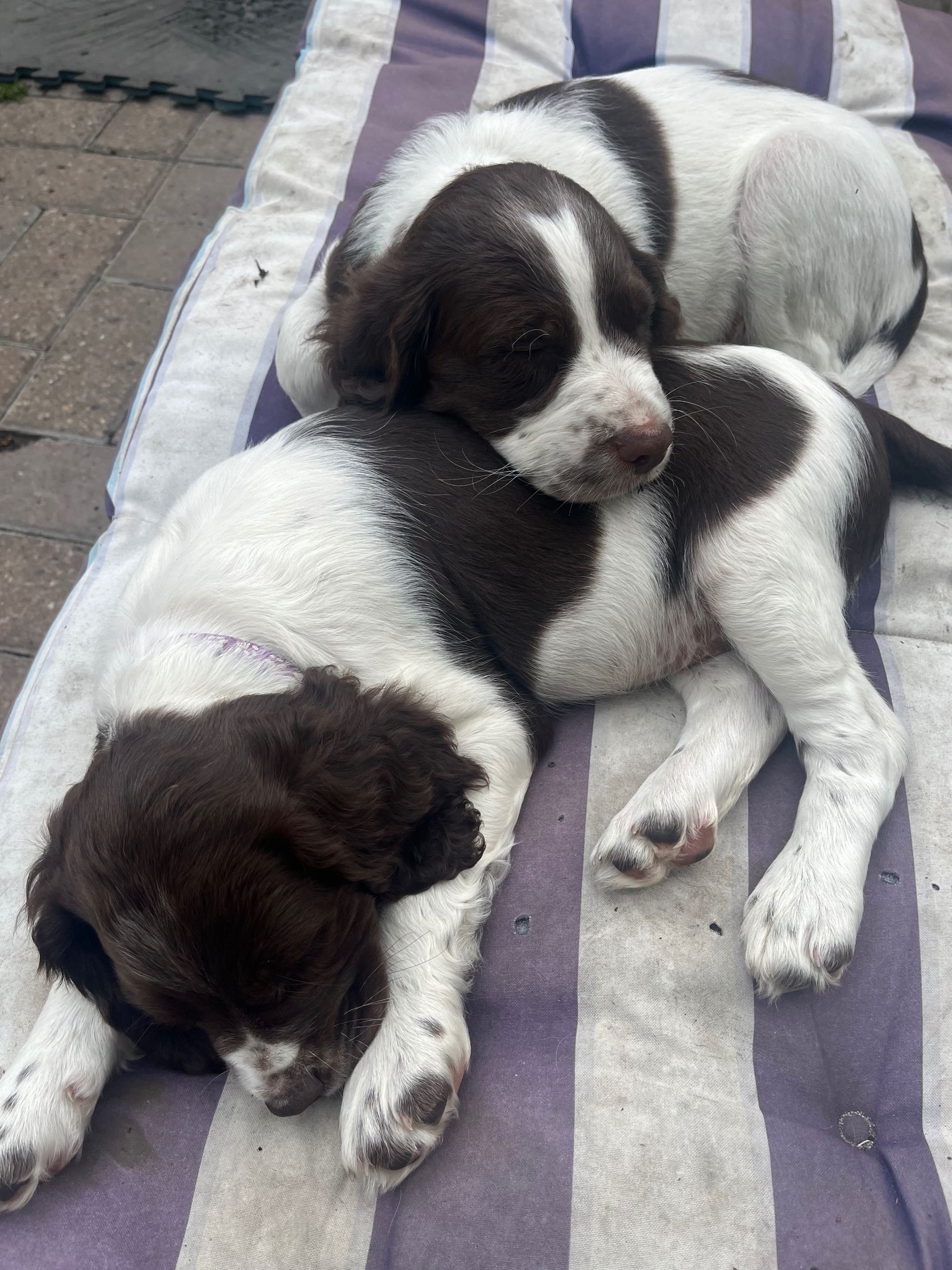 Photo of English Springer Spaniel 