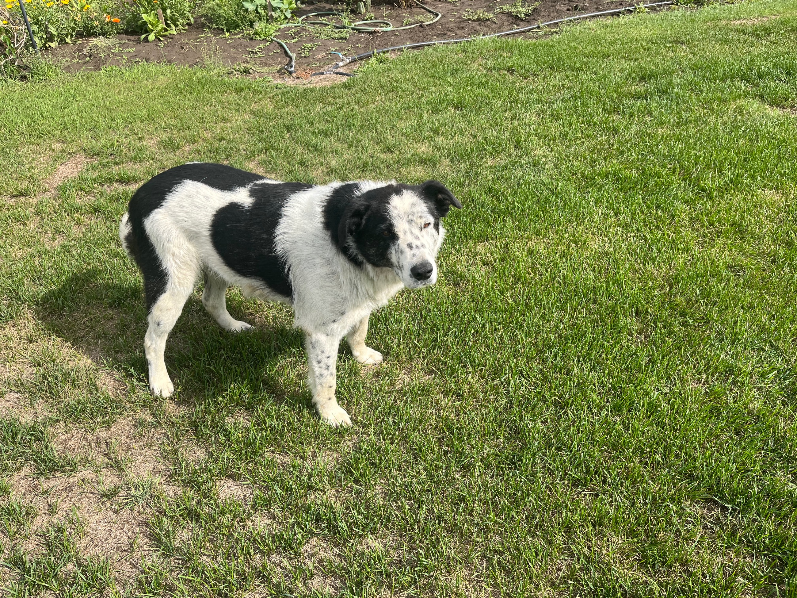 Photo of Farm dog. 780-926-9184