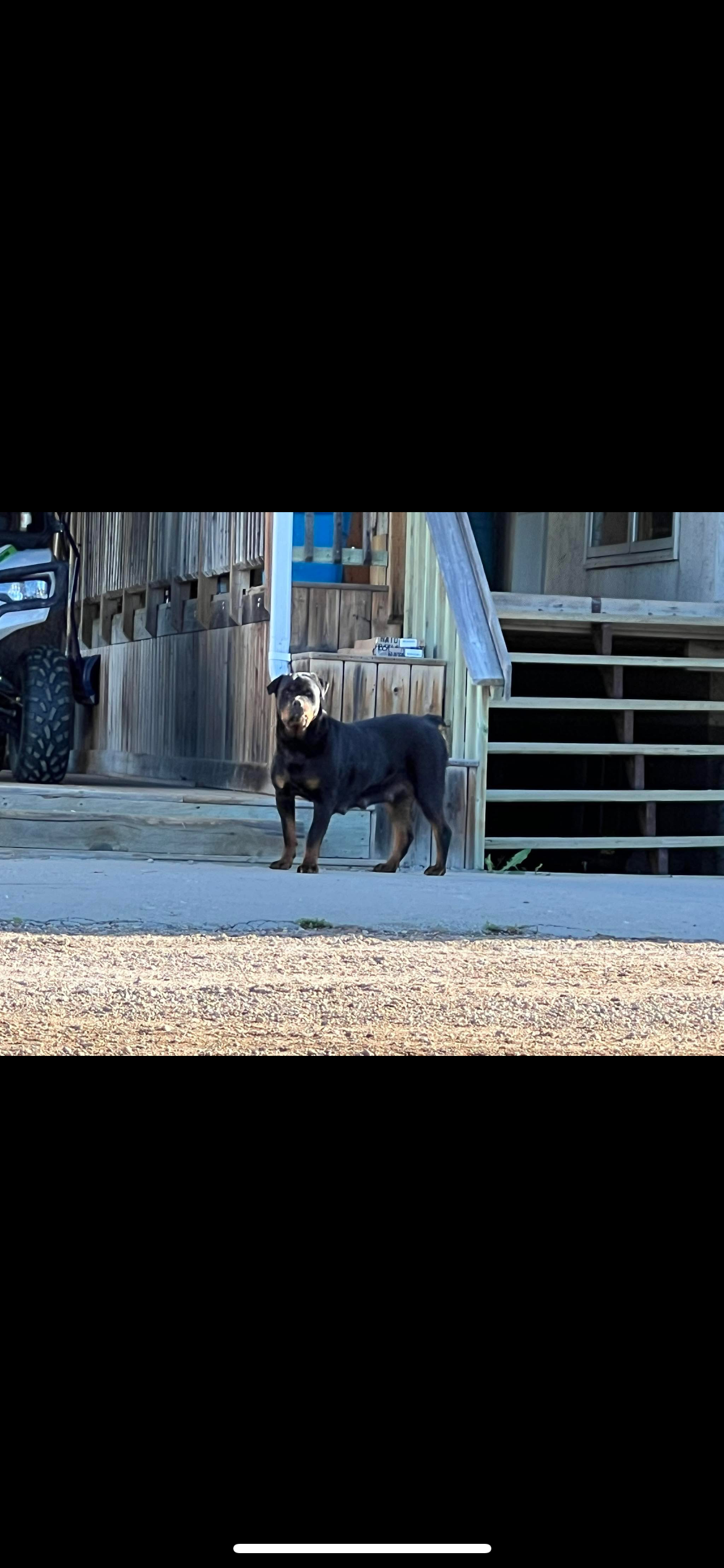 Photo of Registered Rottweiler Puppys