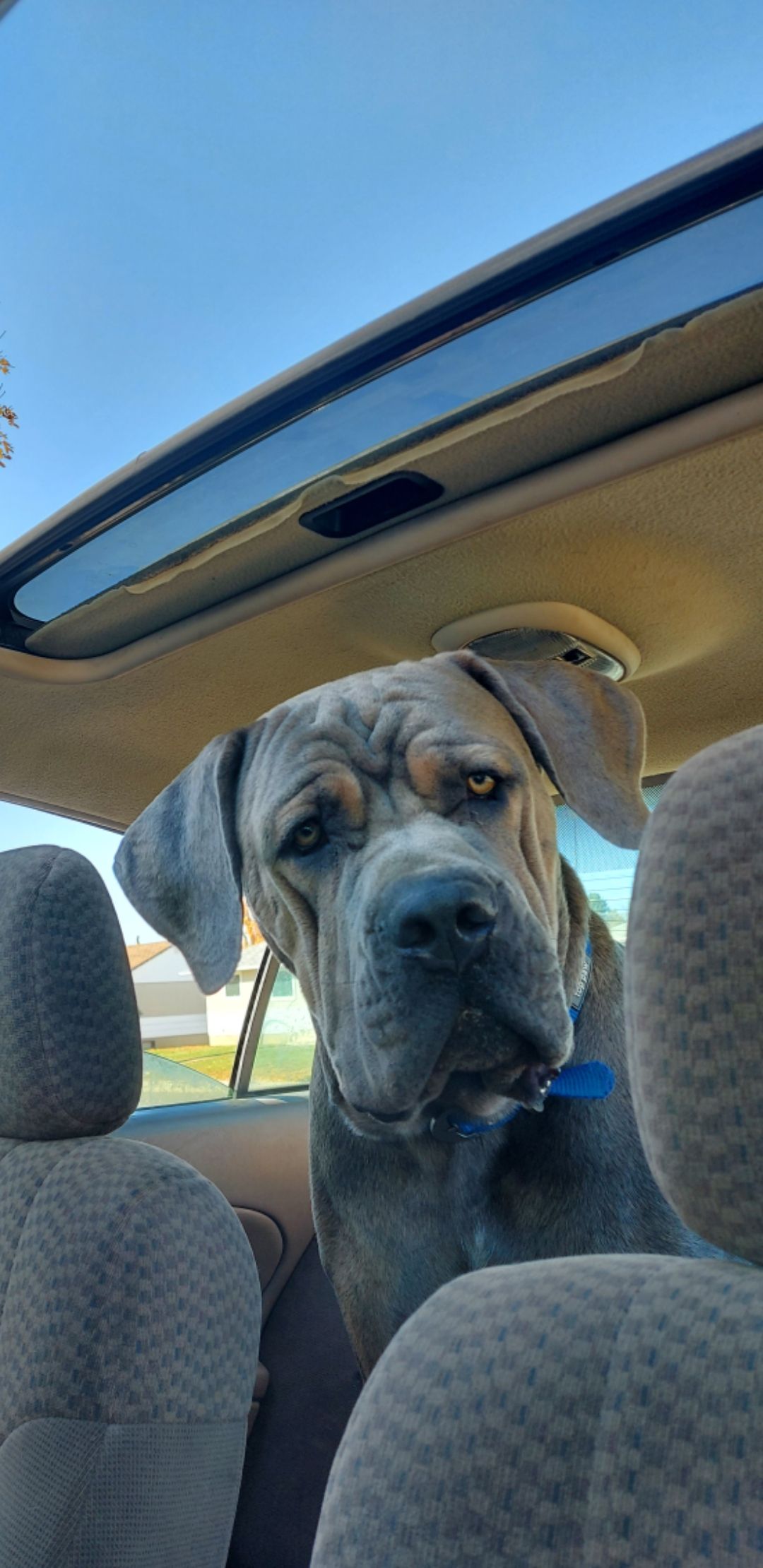 Photo of Cane Corso stud 