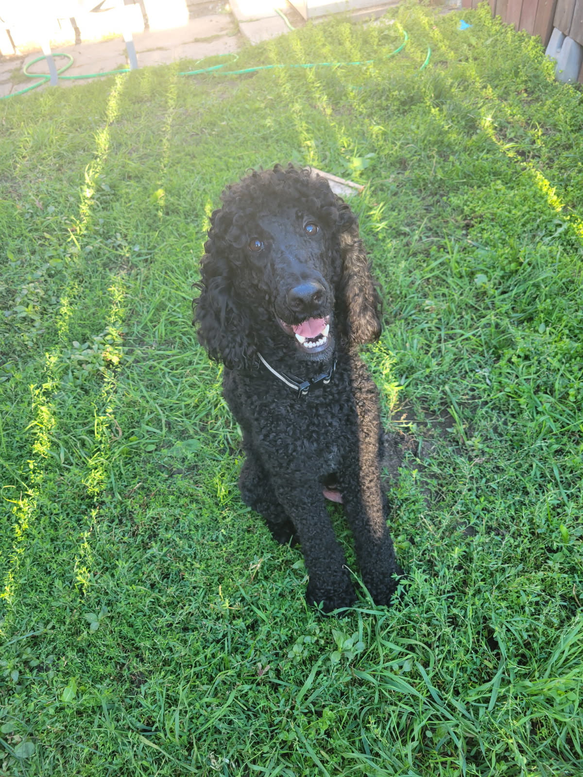 Photo of 3 pure standard poodle pups available 