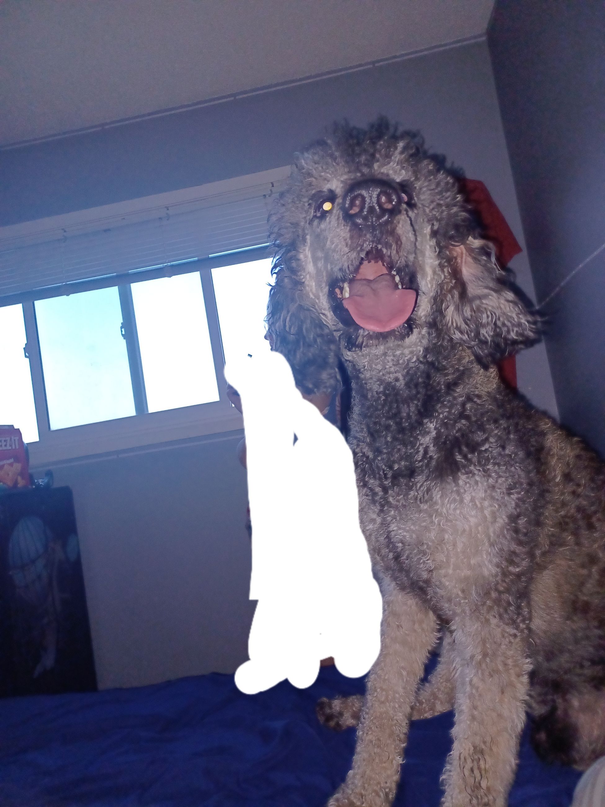 3 pure standard poodle pups available  - 2 - 1755961720818_20250820_203855