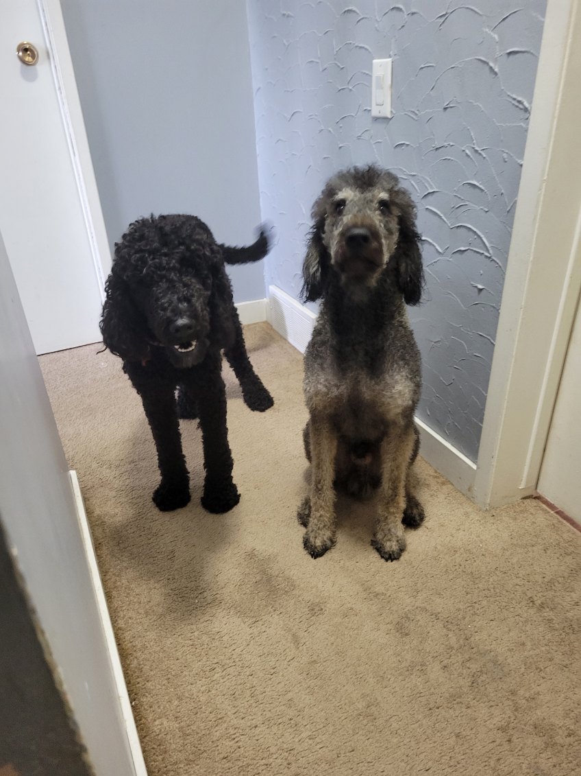 3 pure standard poodle pups available  - 3 - 1755961733698_image0000021(25)