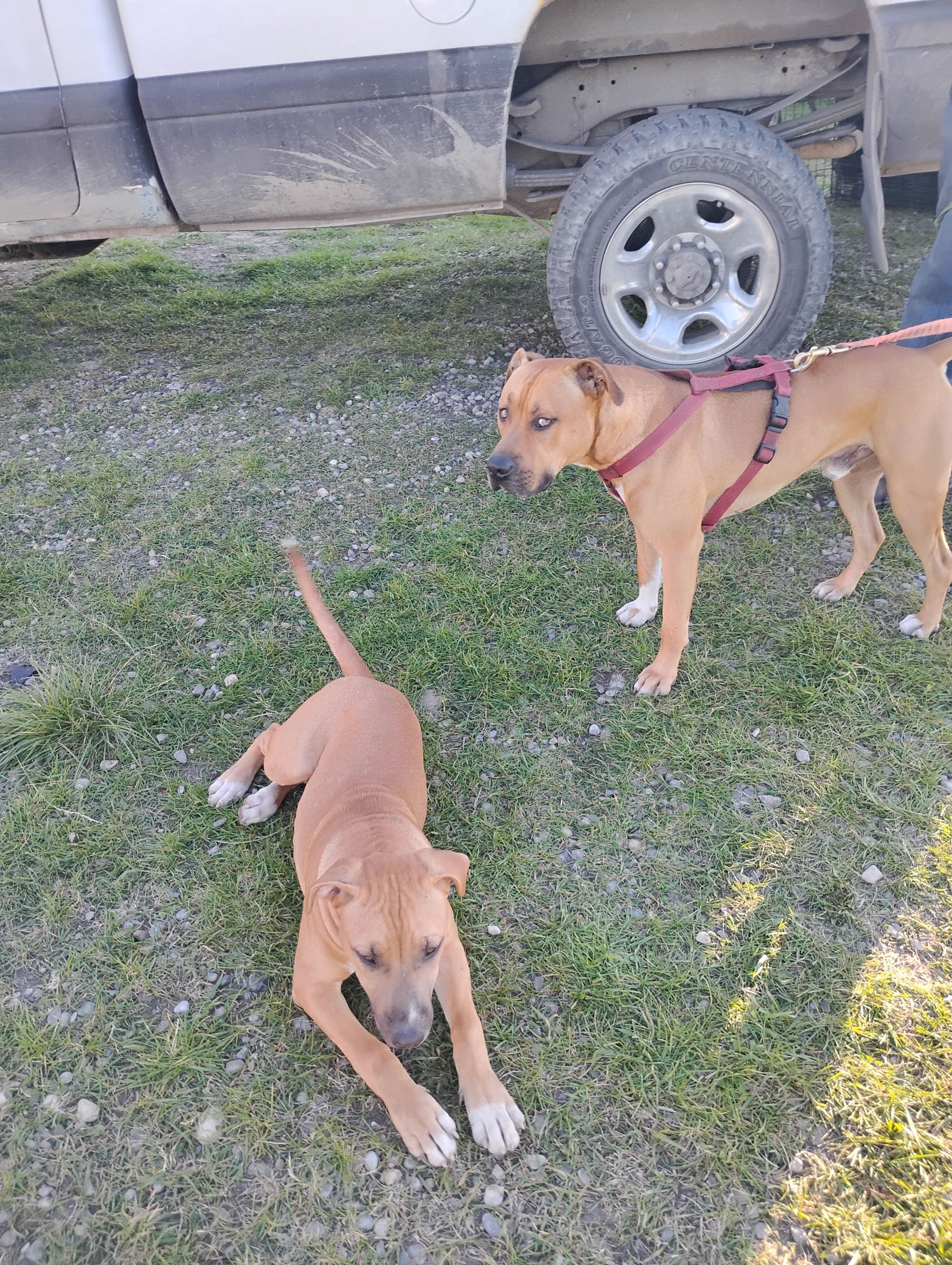 Photo of Pitbull puppies 368 338 2995 Tim 