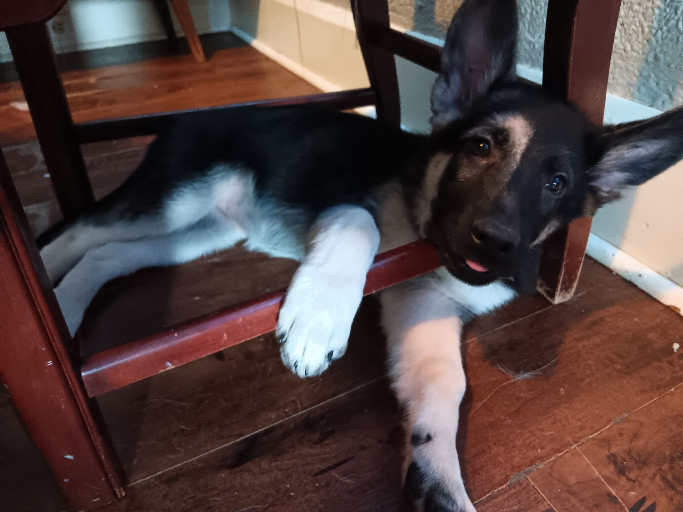 Photo of 2 pure breed king German shepherds for sale