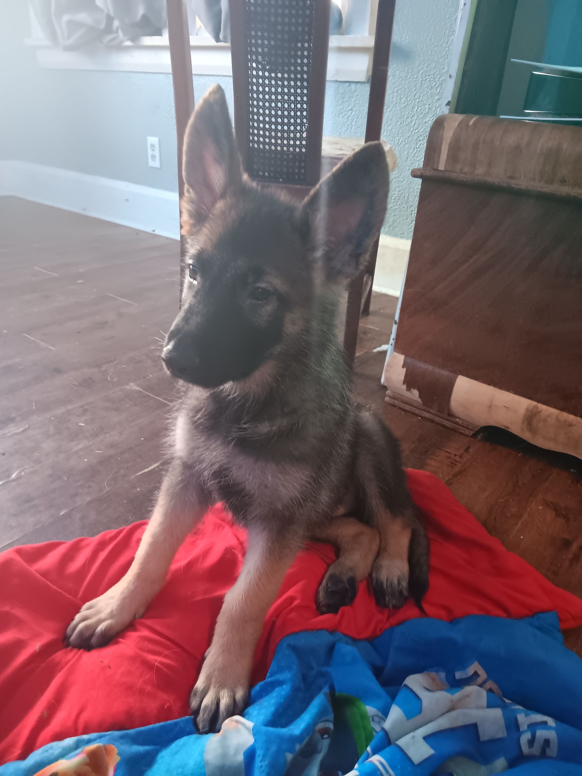 Photo of 2 pure breed king German shepherds for sale