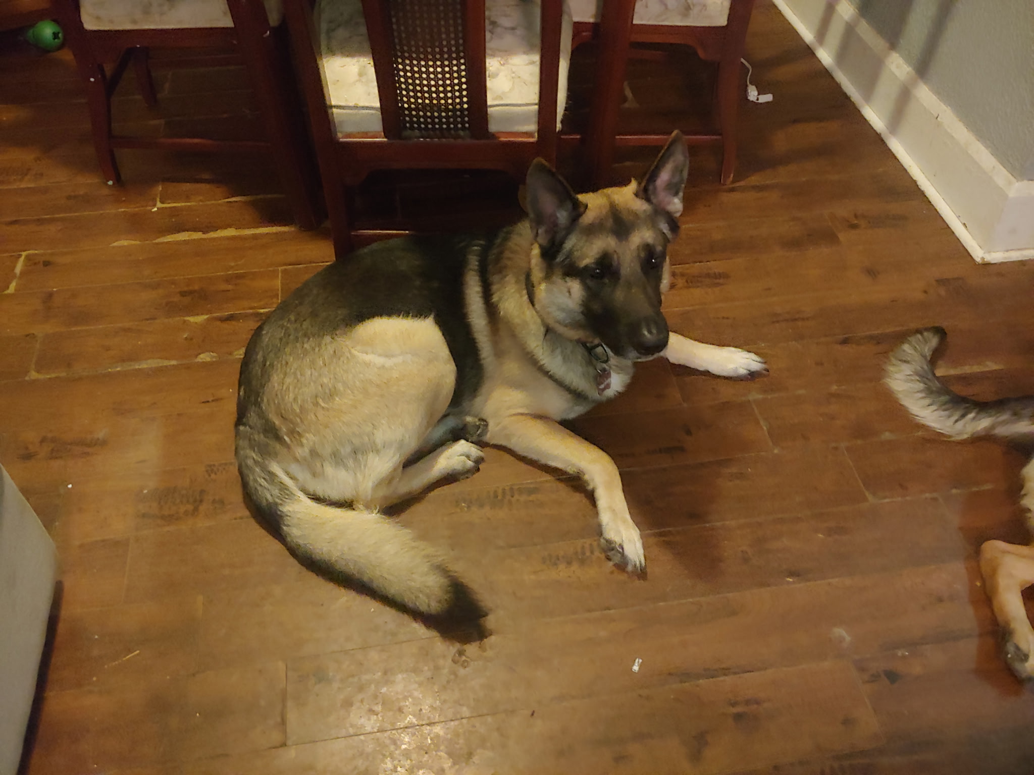 Photo of 2 pure breed king German shepherds for sale